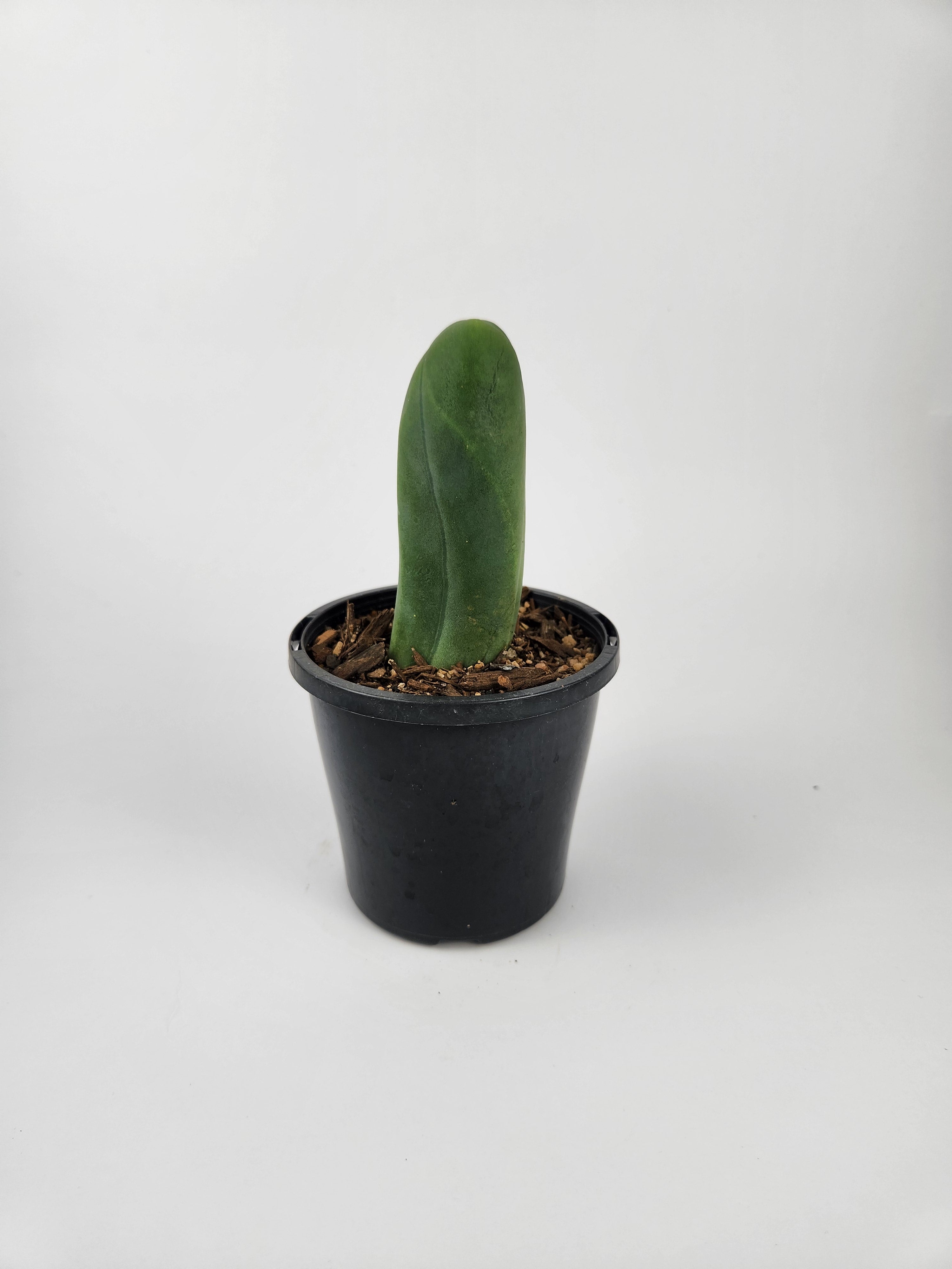 TRICHOCEREUS BRIDGESII MONSTROSE