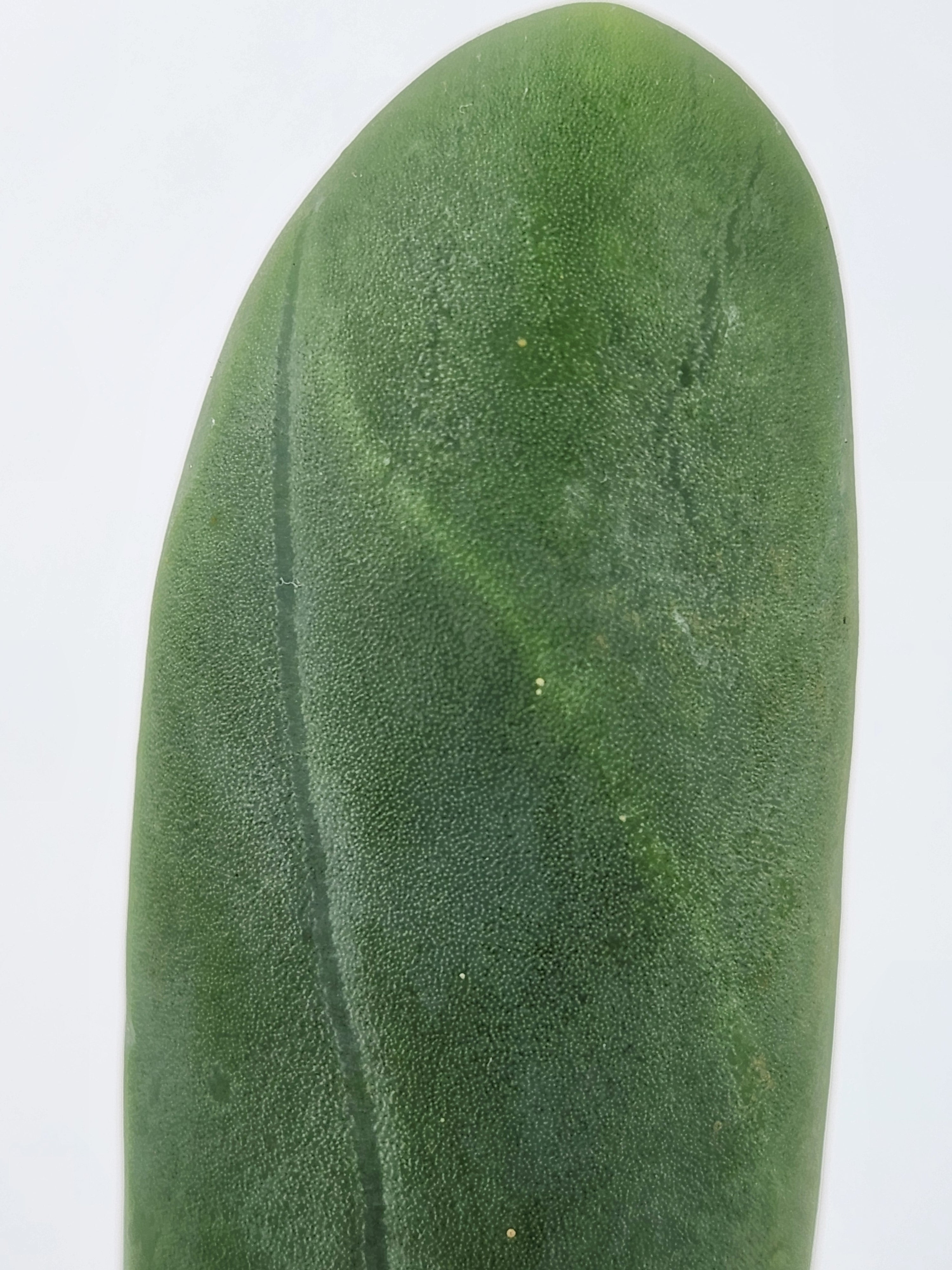 TRICHOCEREUS BRIDGESII MONSTROSE