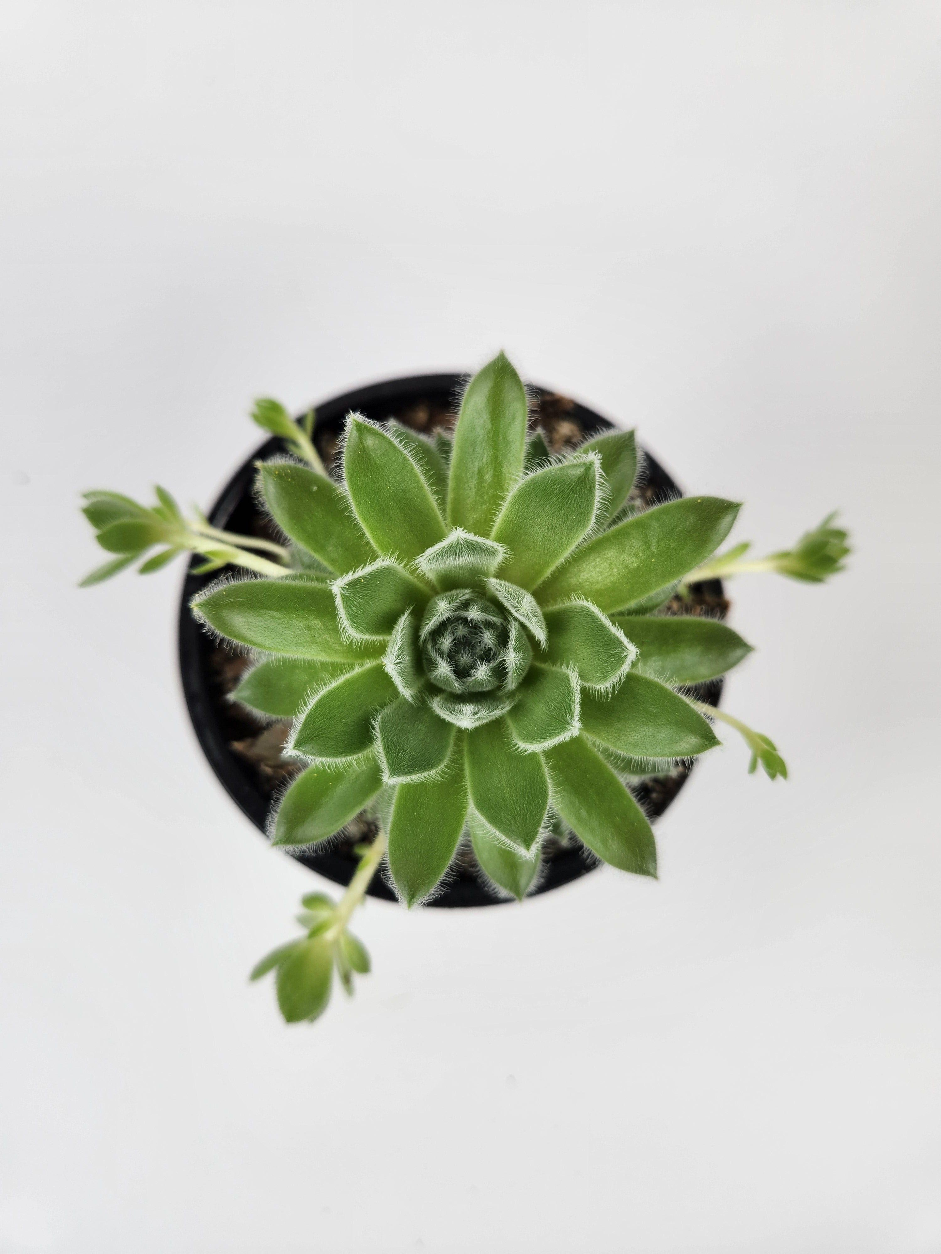 SEMPERVIVUM 'RASBERRY ICE'