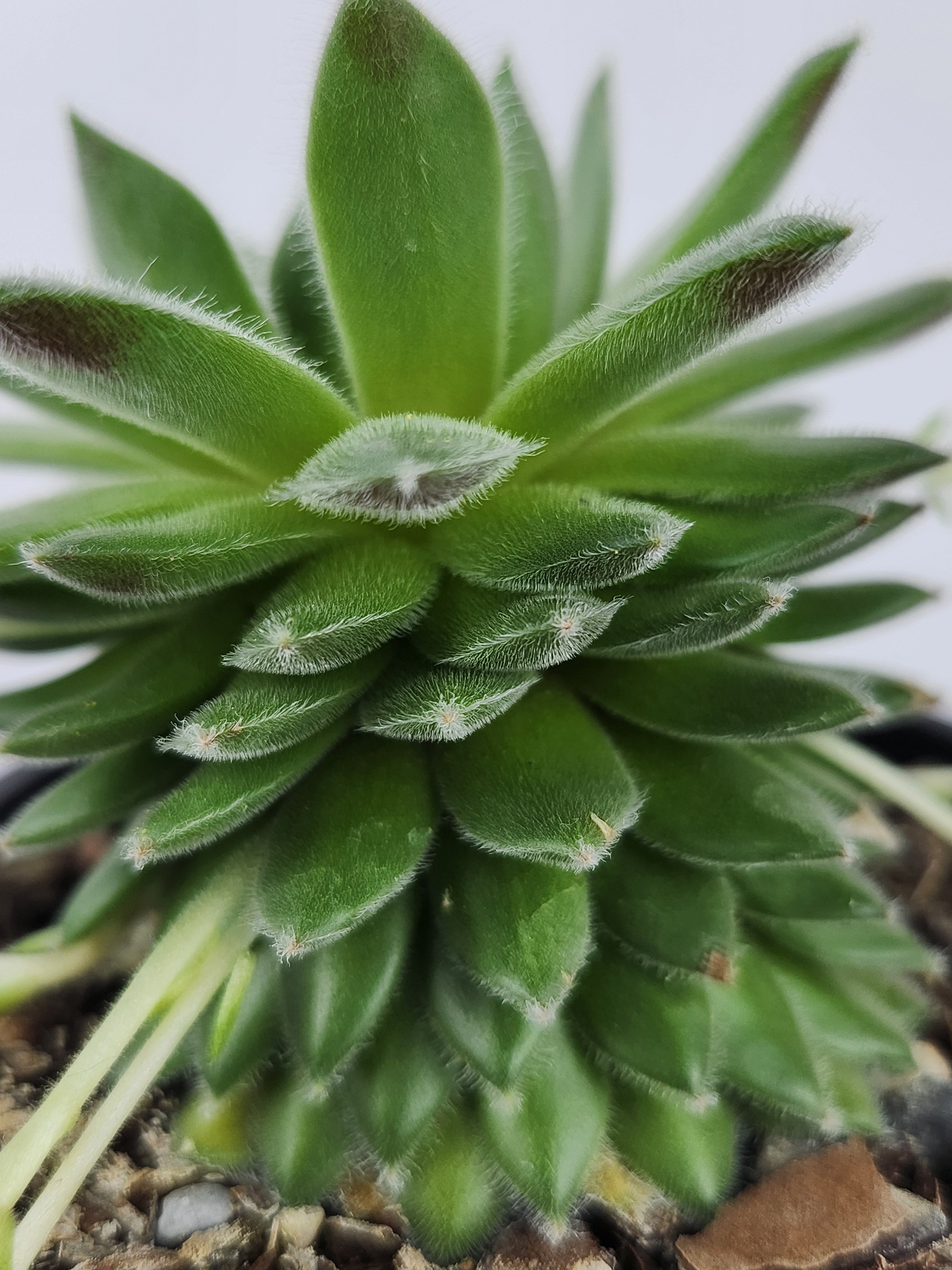 SEMPERVIVUM 'RASBERRY ICE'