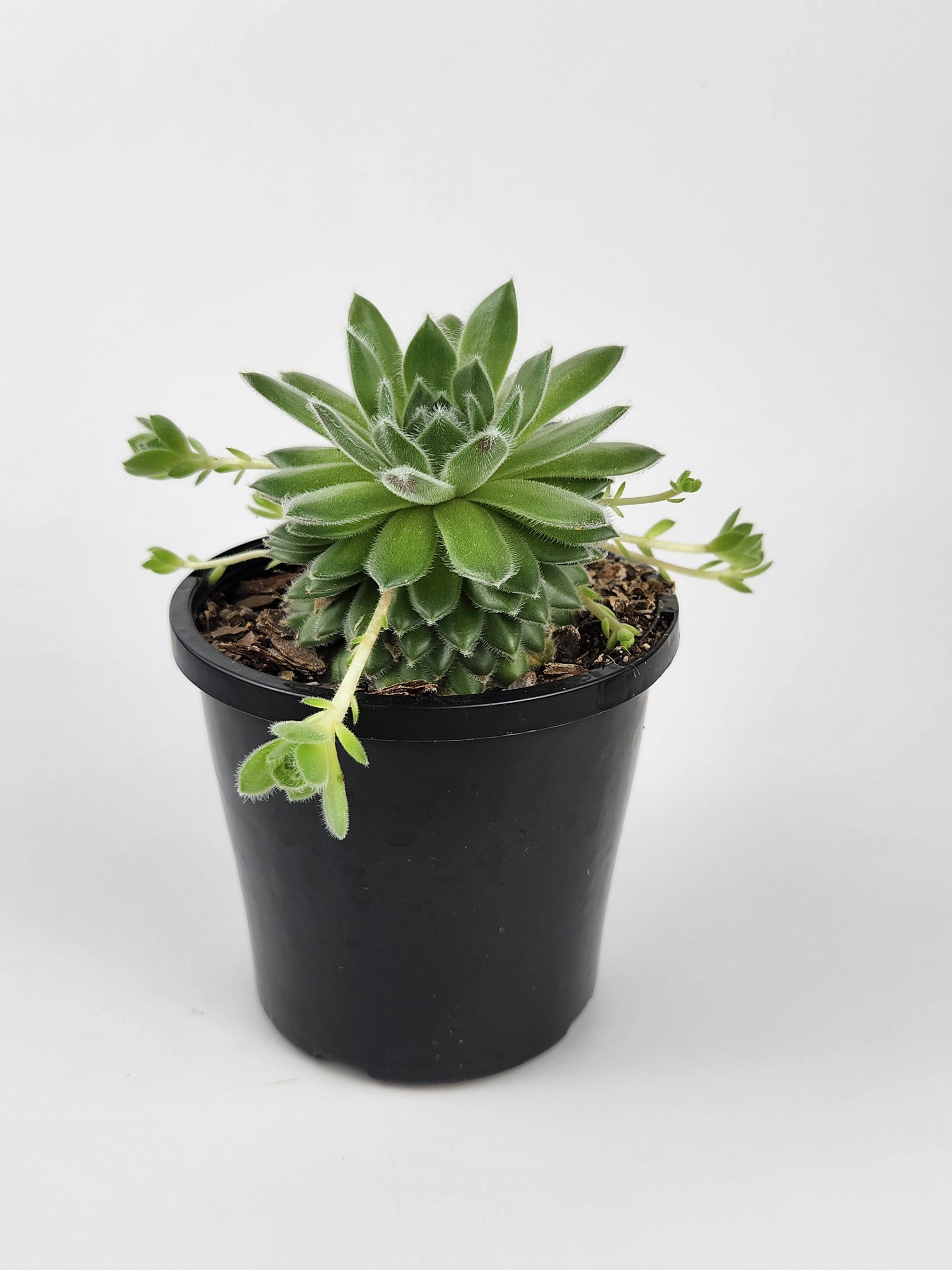 SEMPERVIVUM 'RASBERRY ICE'