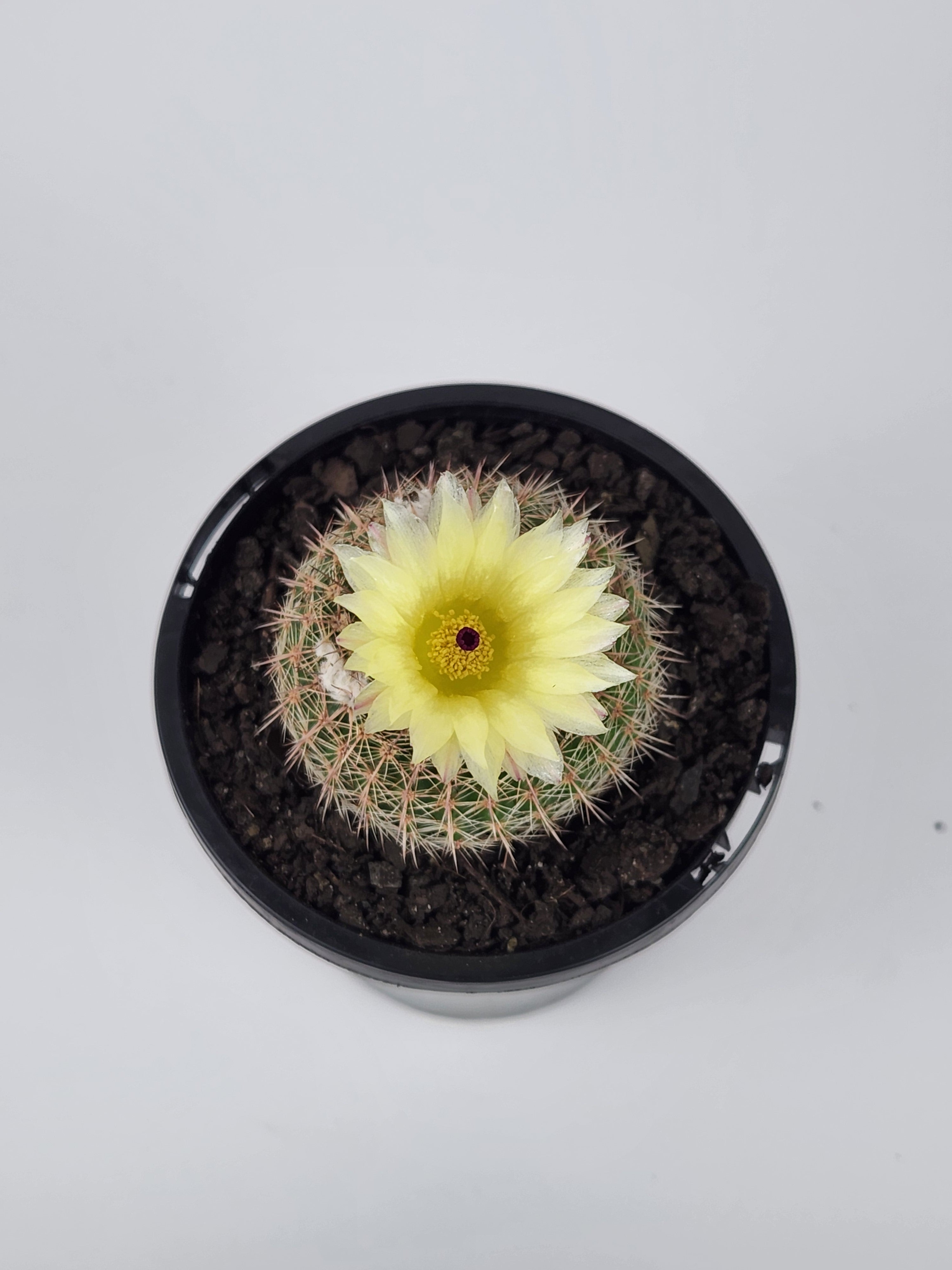 PARODIA ELEGANS