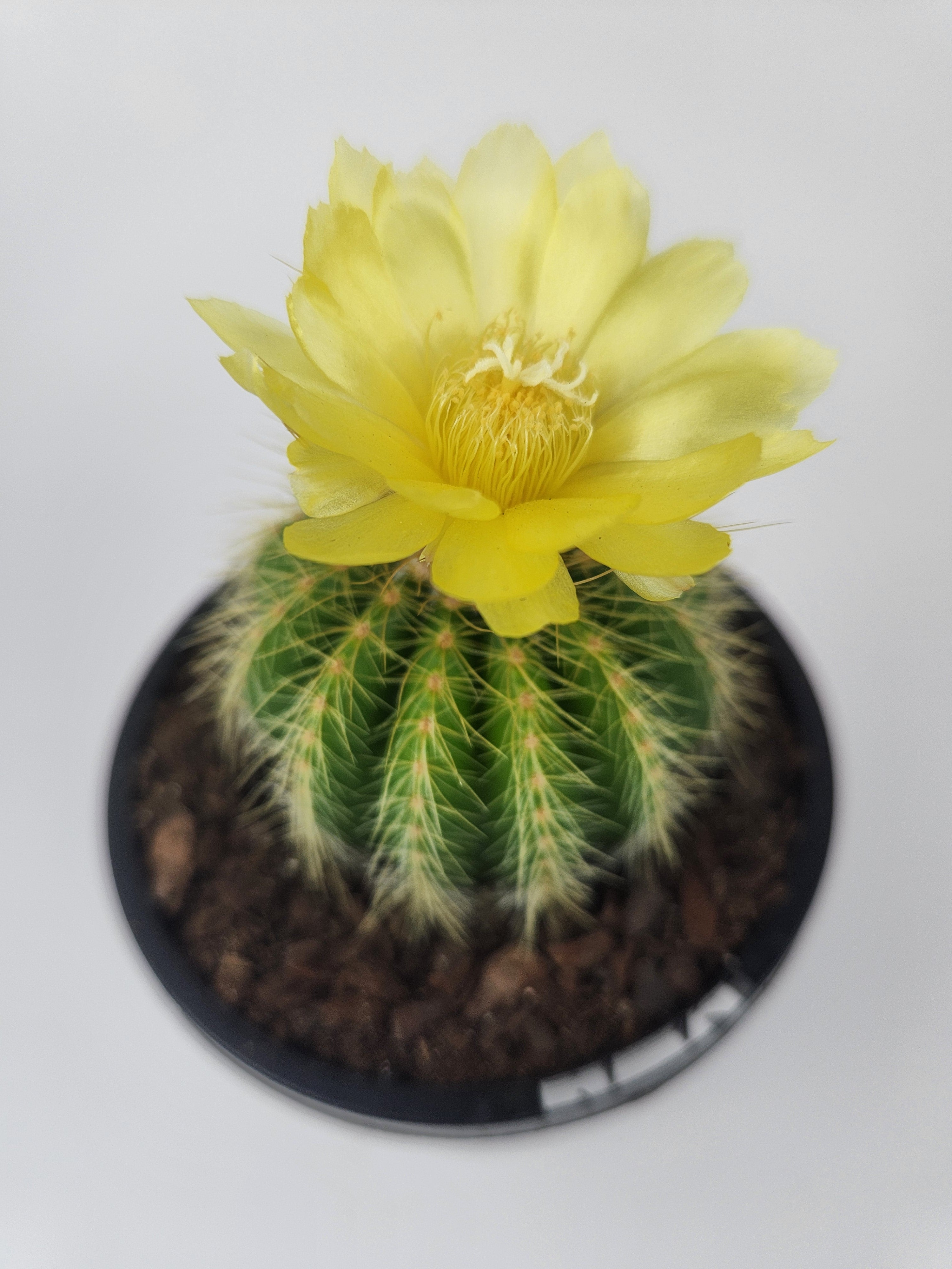 PARODIA WARASII