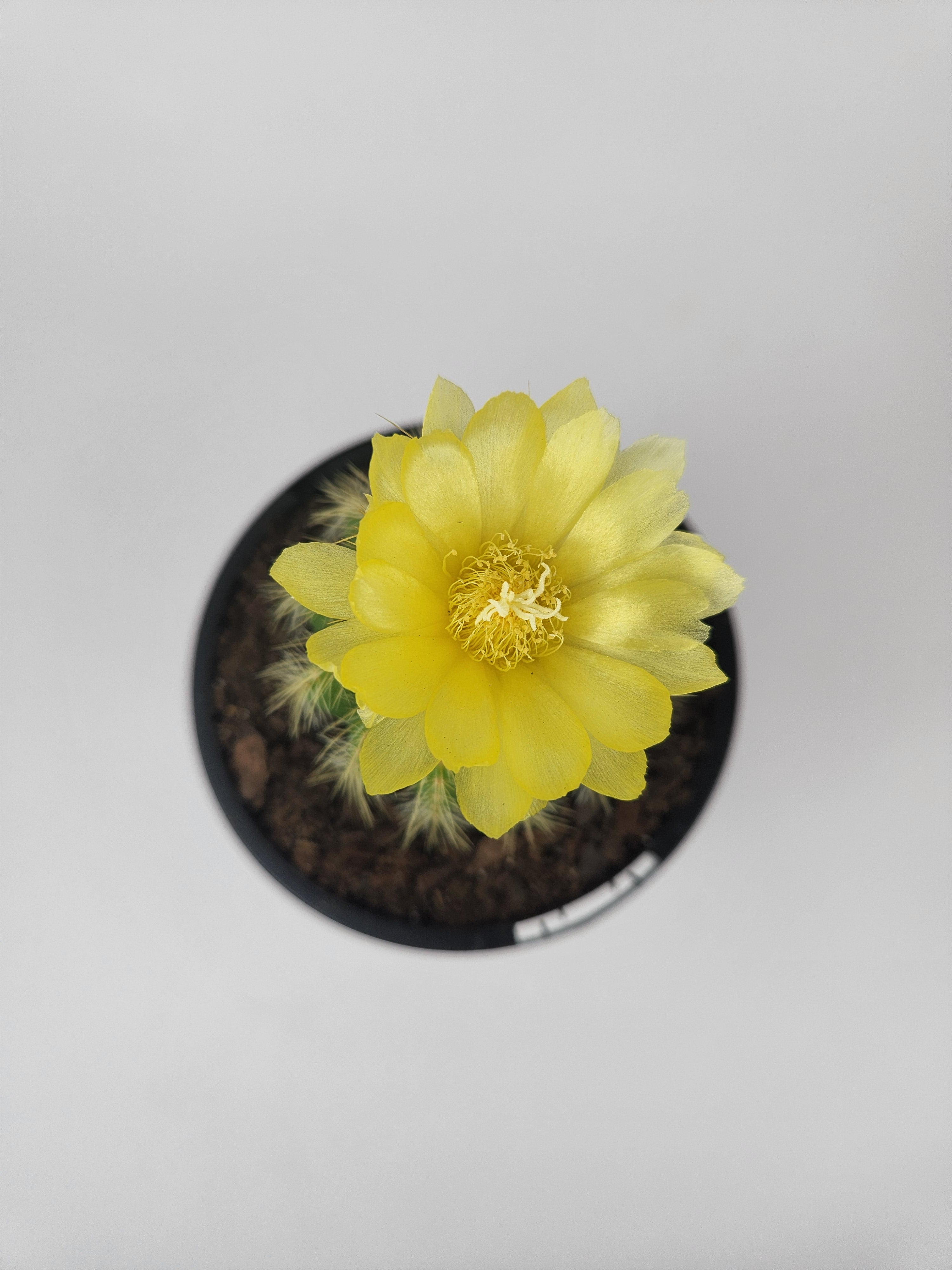 PARODIA WARASII
