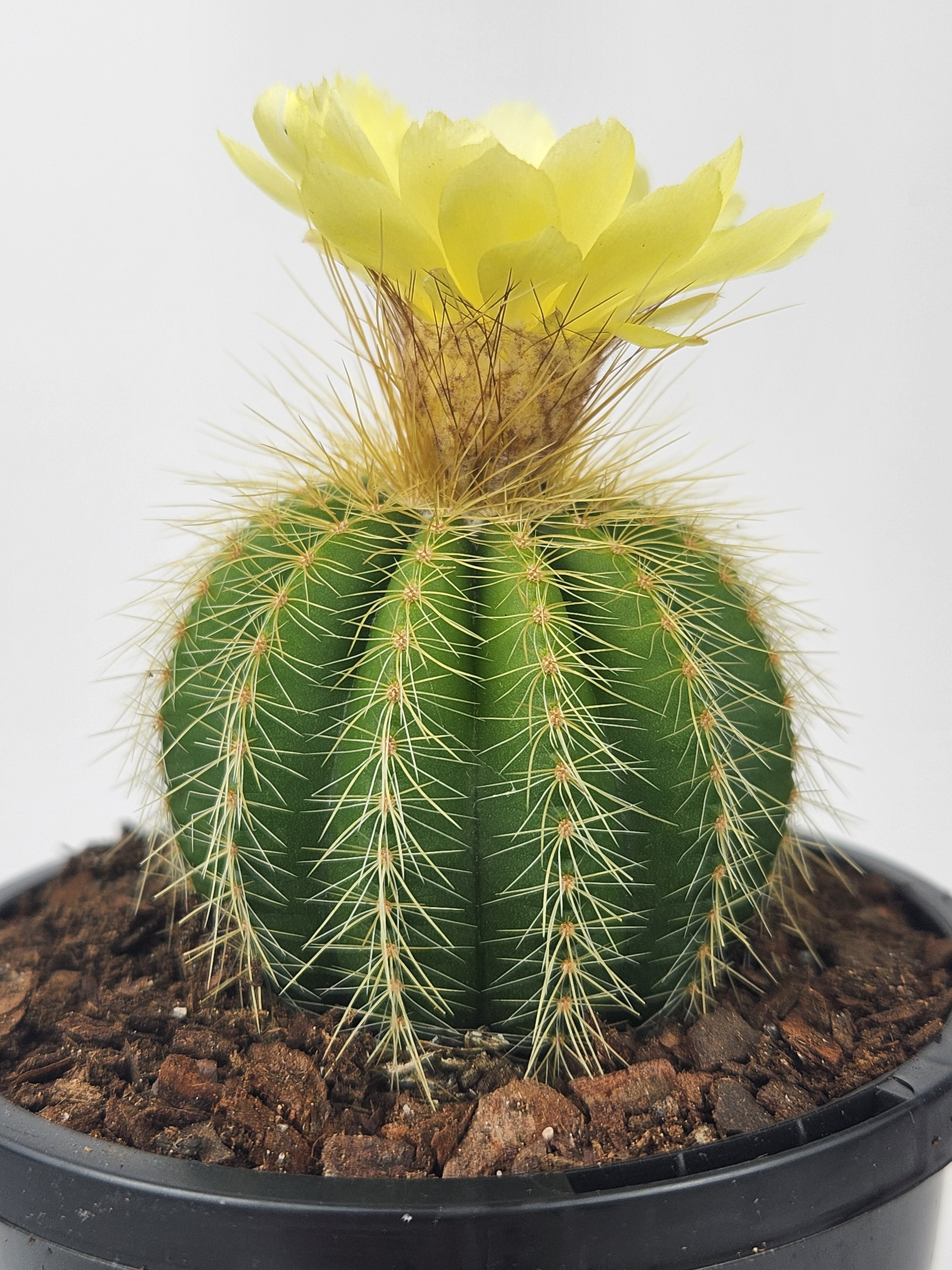 PARODIA WARASII