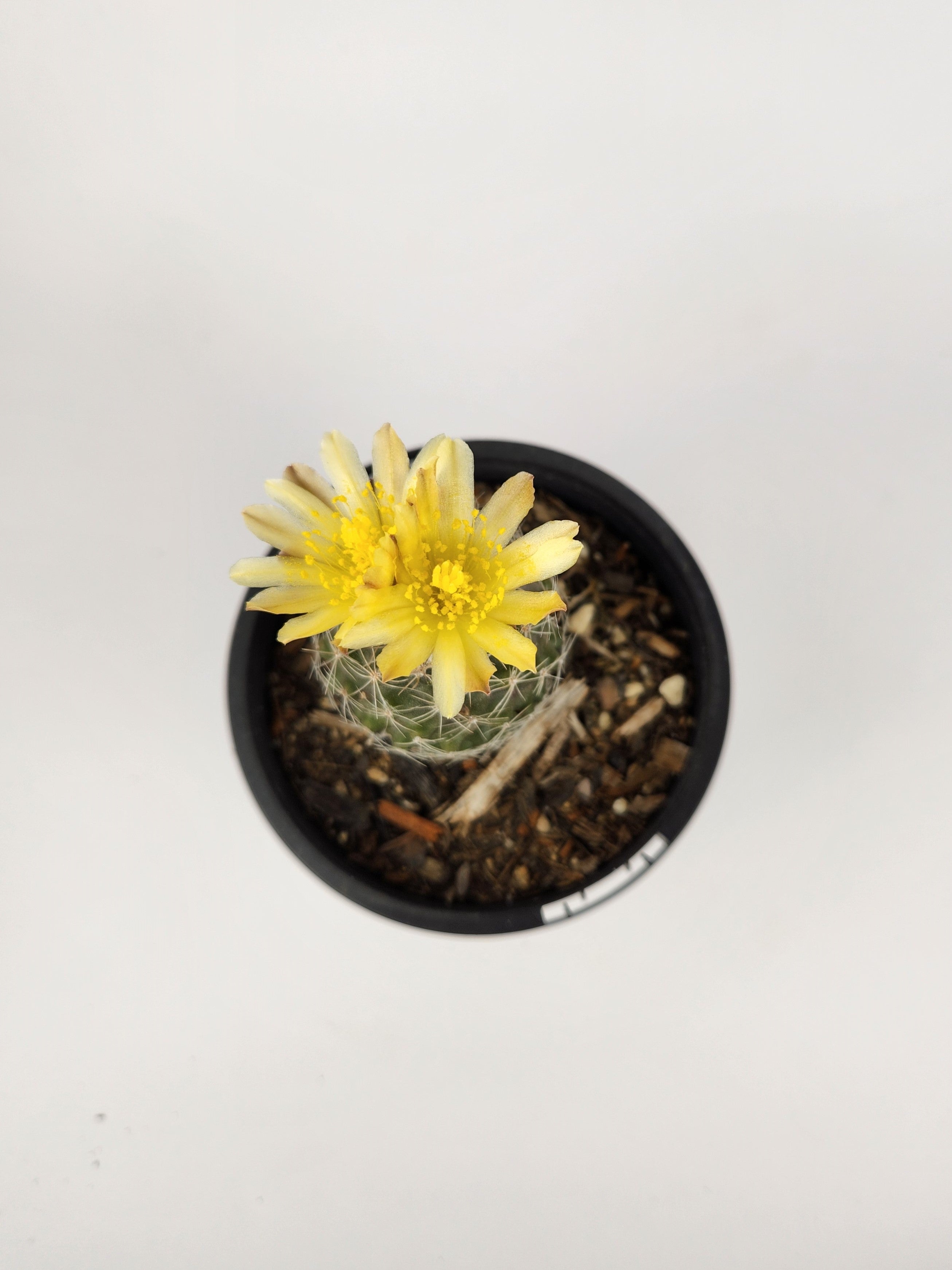 COPIAPOA TENUISSIMA