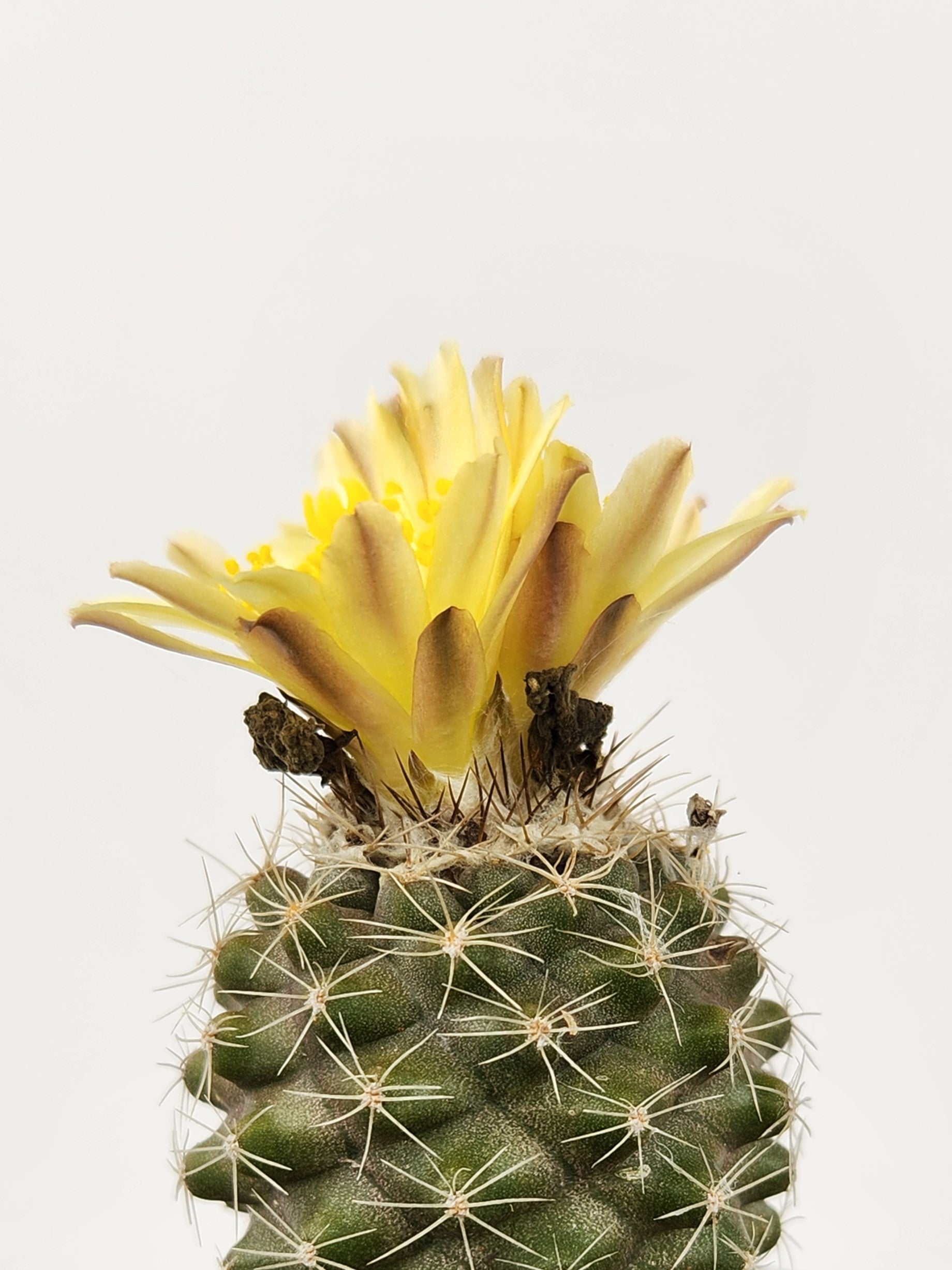 COPIAPOA TENUISSIMA