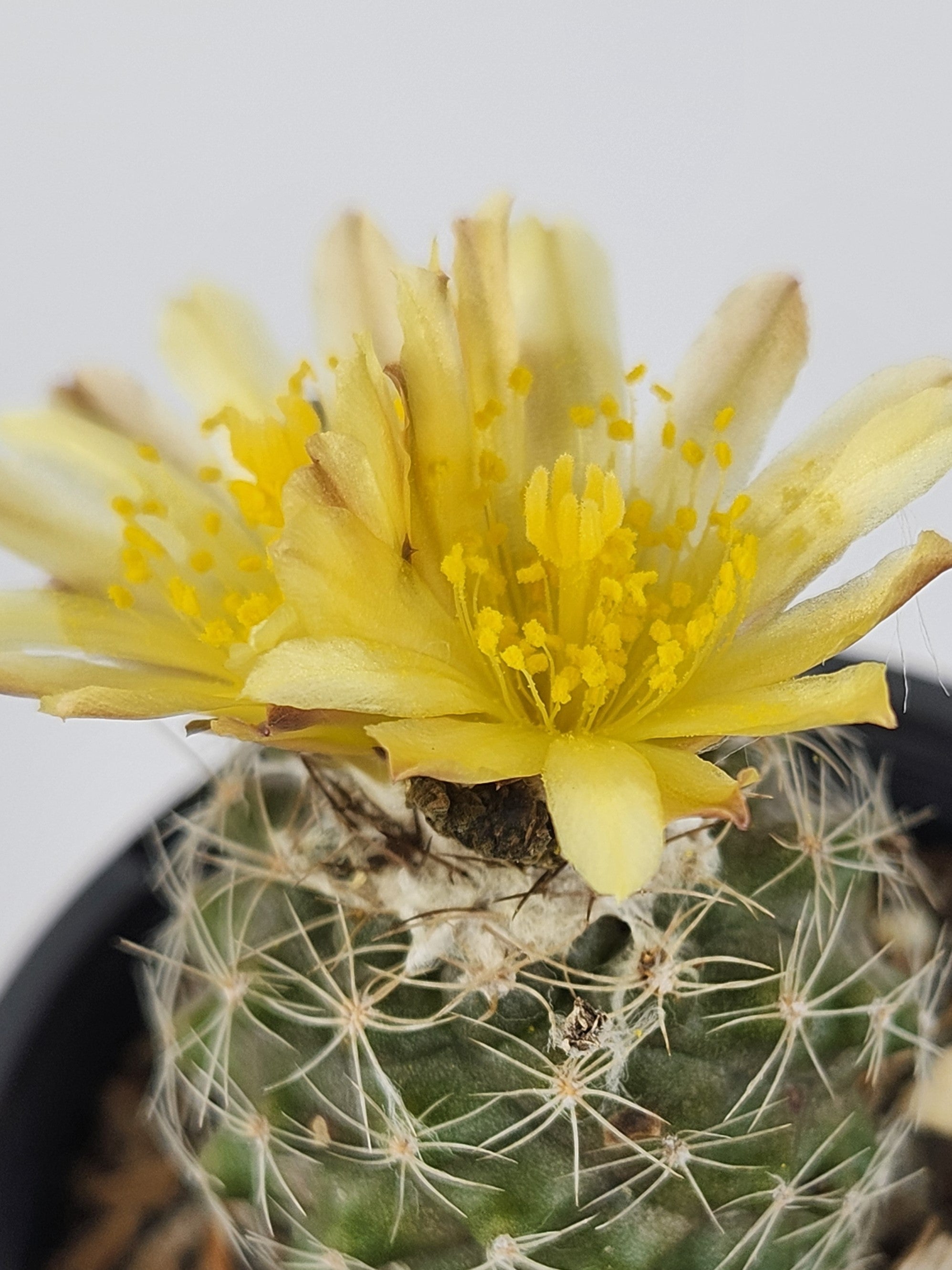 COPIAPOA TENUISSIMA