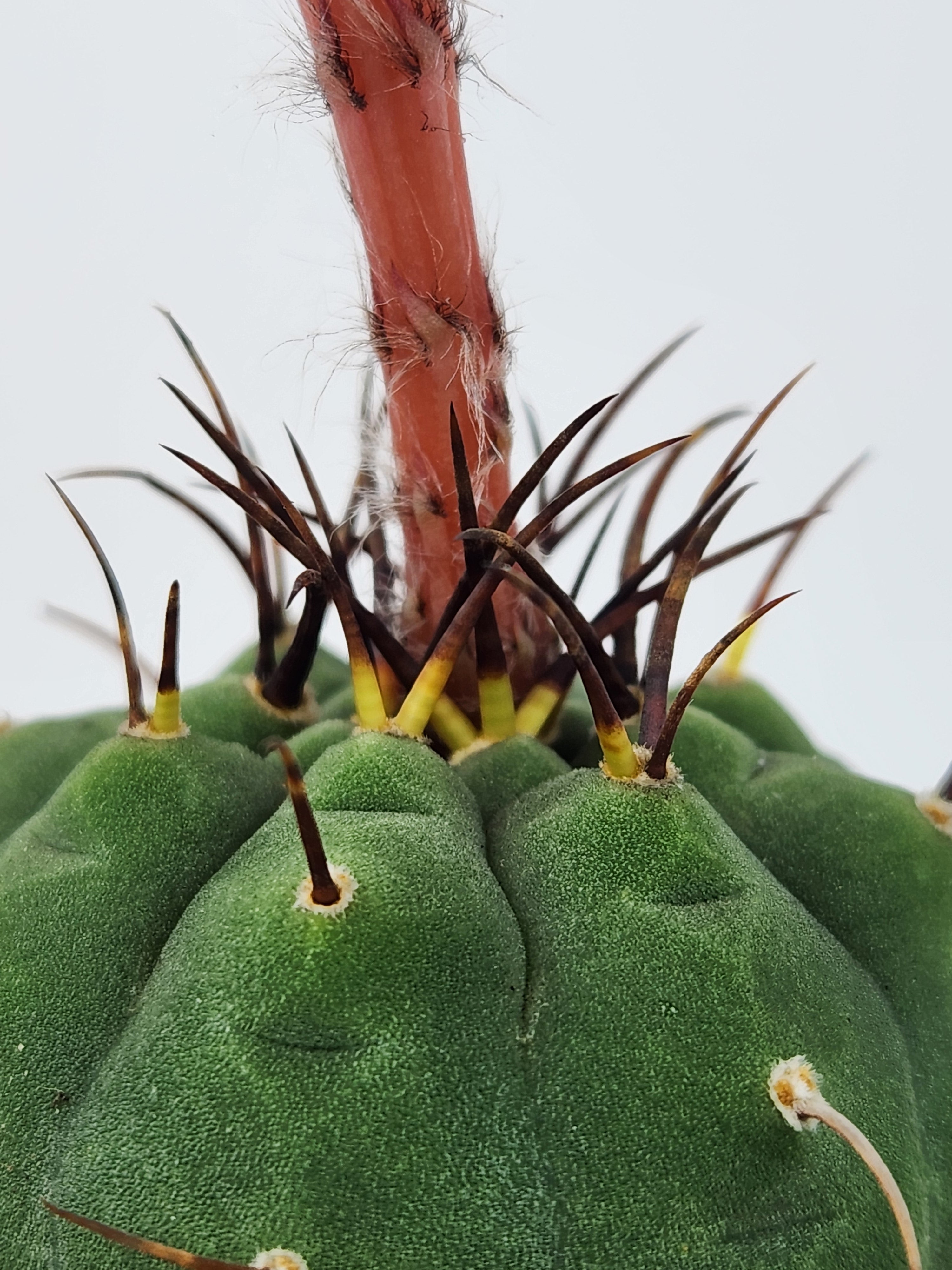 MATUCANA MADISONIORUM