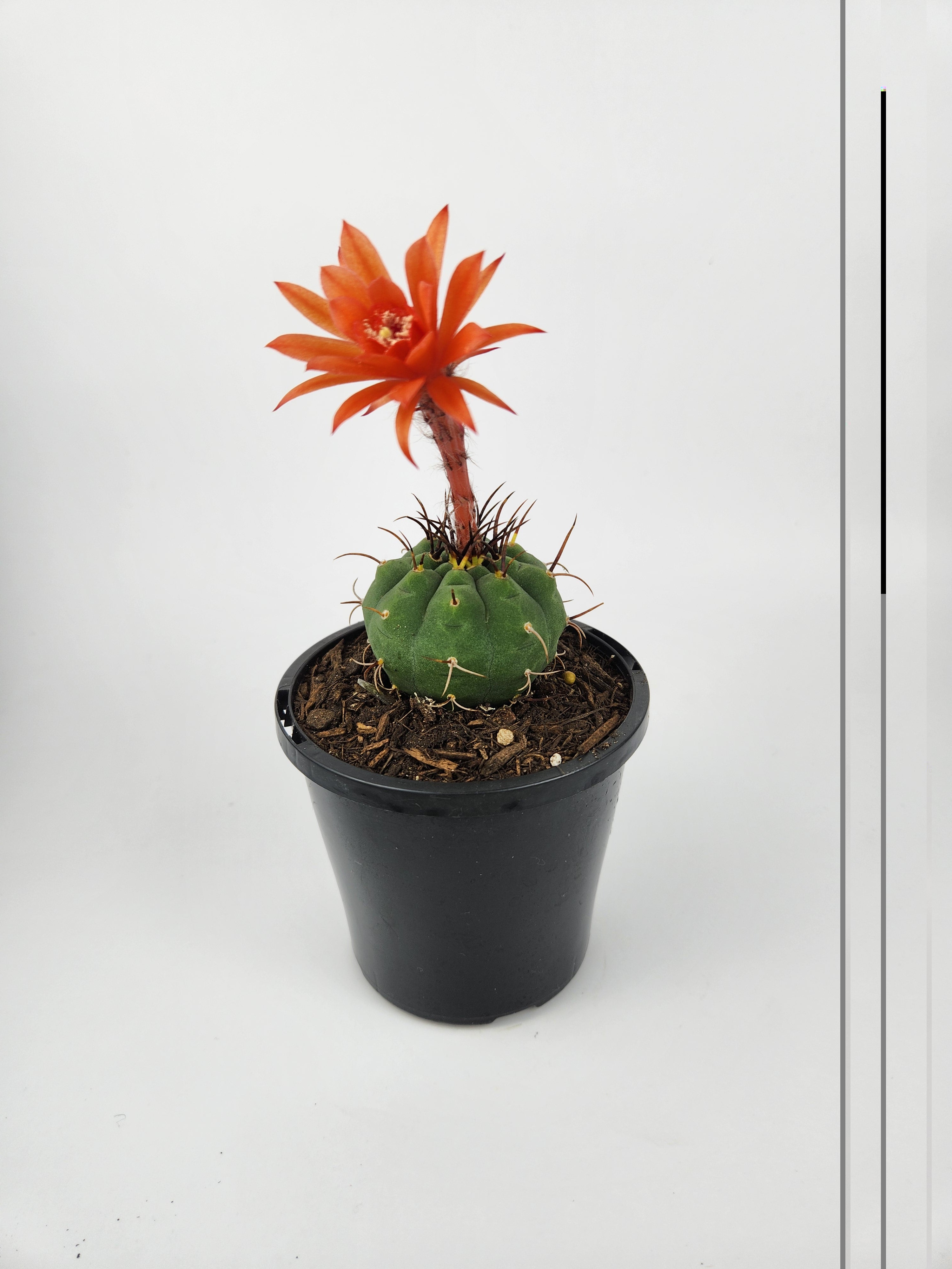 MATUCANA MADISONIORUM