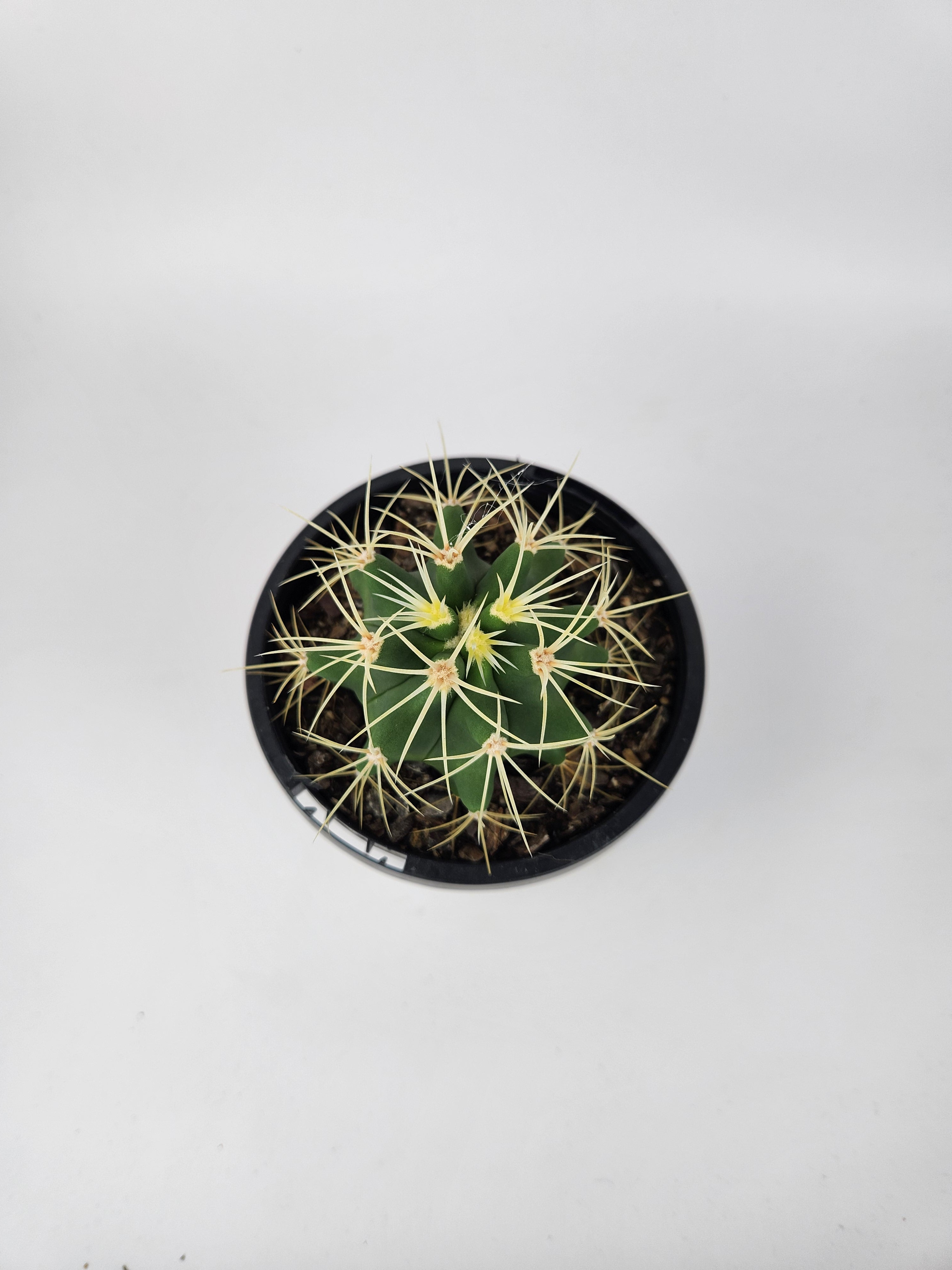 FEROCACTUS GLAUCESCENS