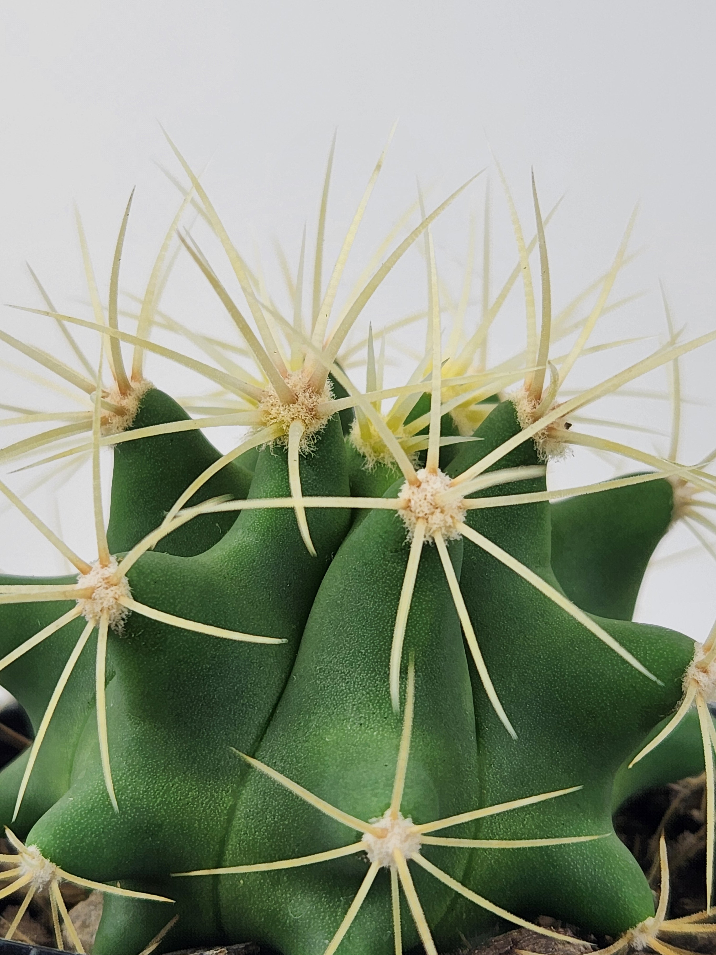 FEROCACTUS GLAUCESCENS