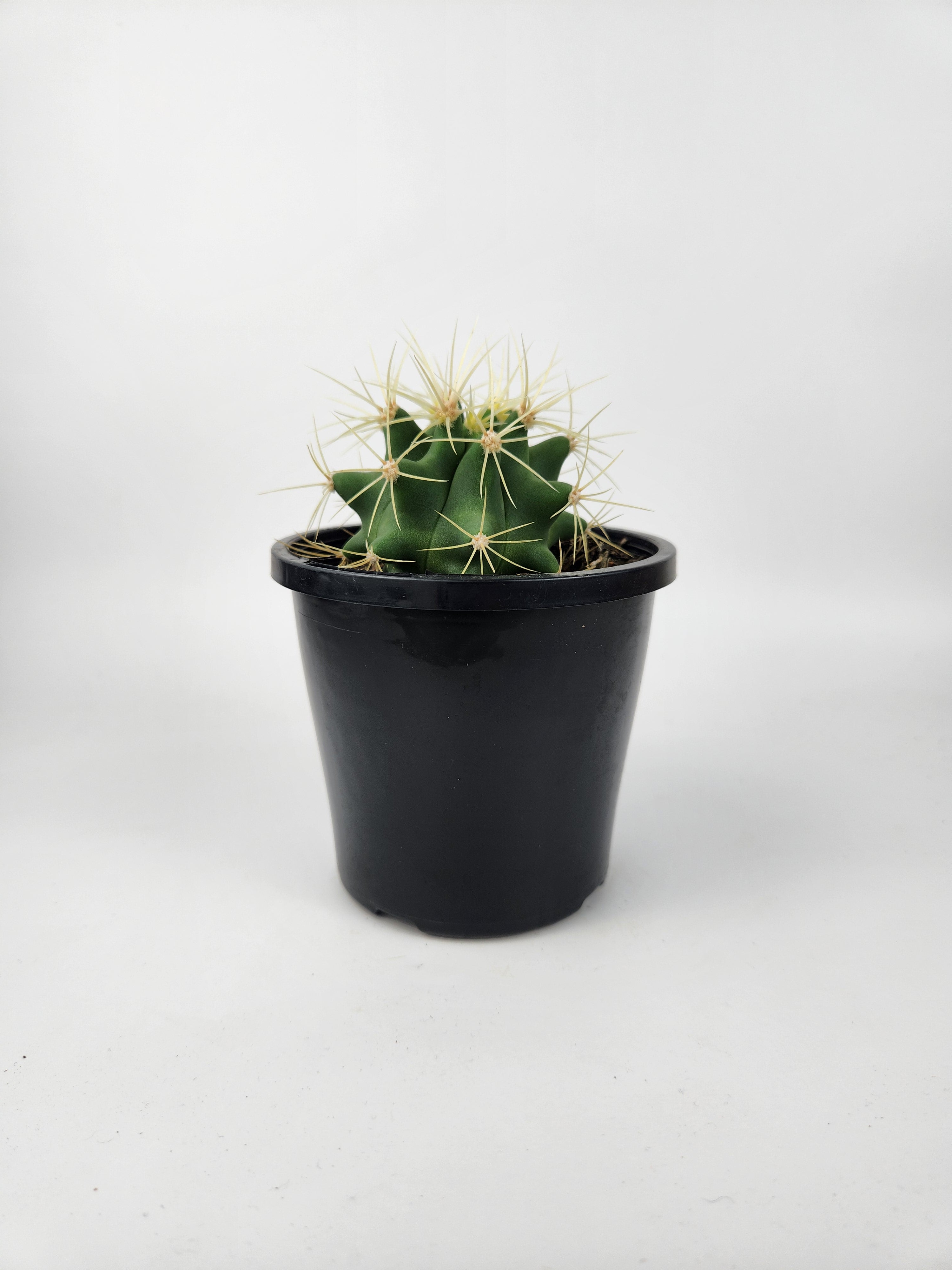 FEROCACTUS GLAUCESCENS