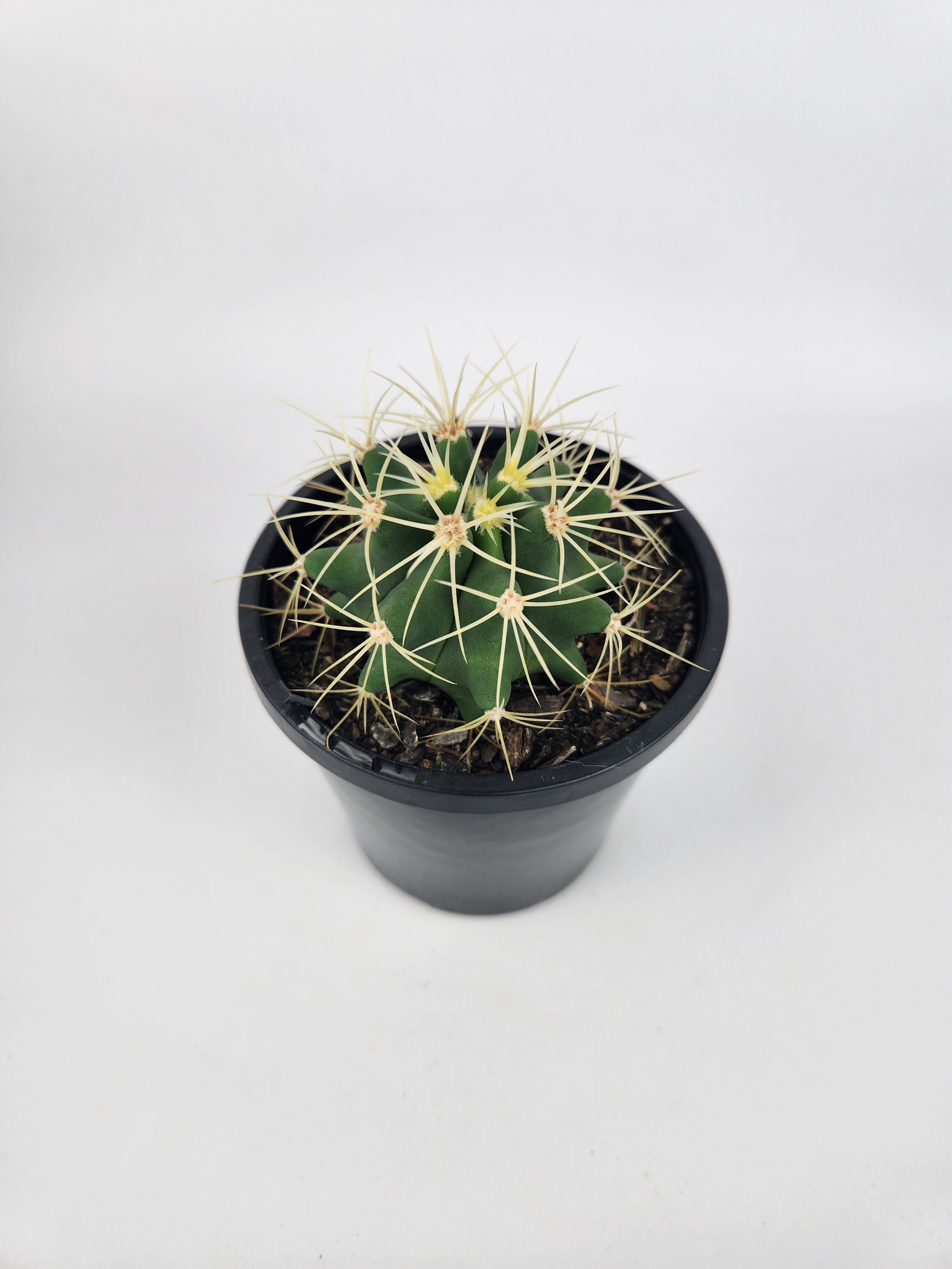 FEROCACTUS GLAUCESCENS