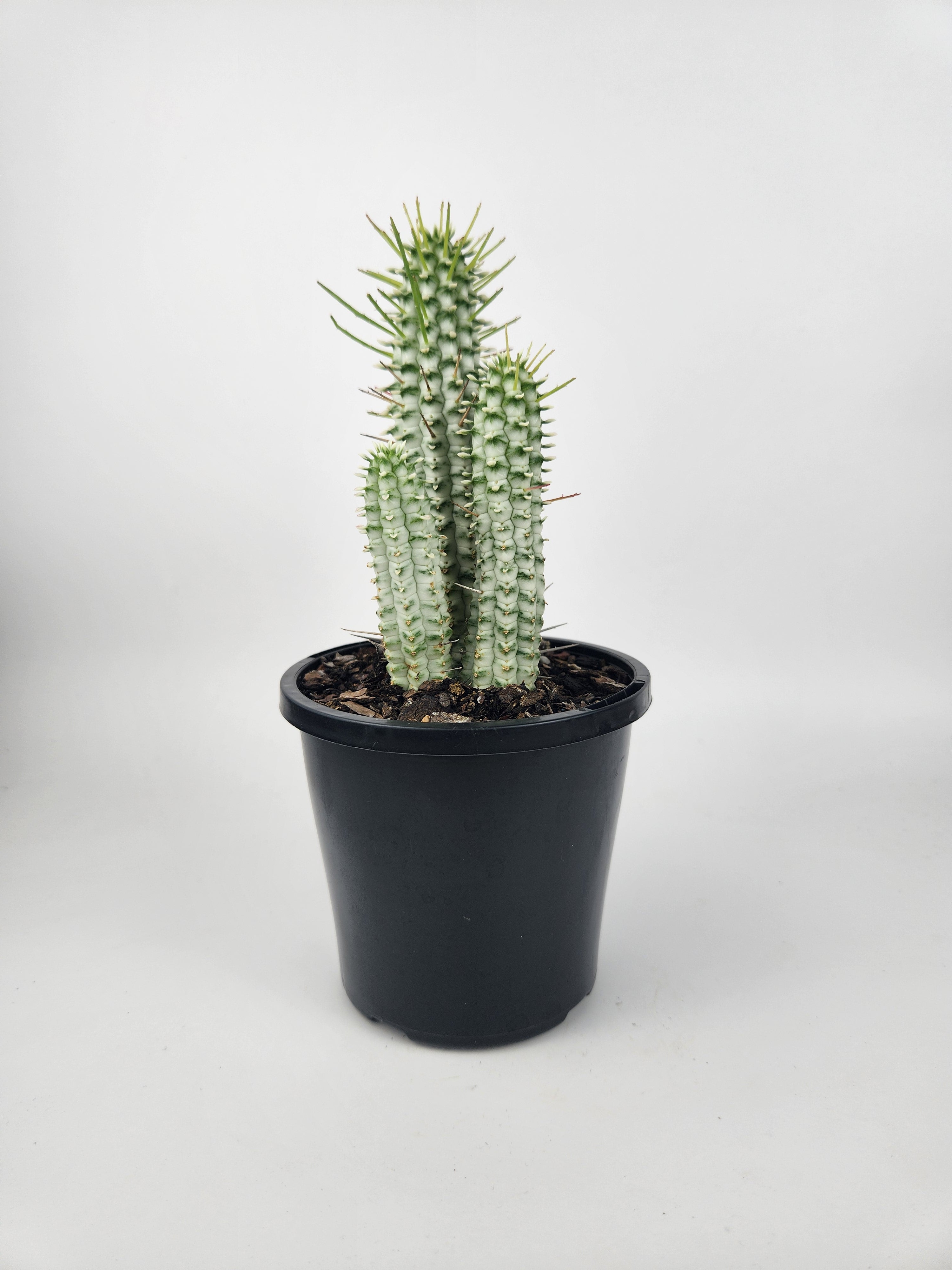 EUPHORBIA MAMMILLARIS F. VARIEGATA