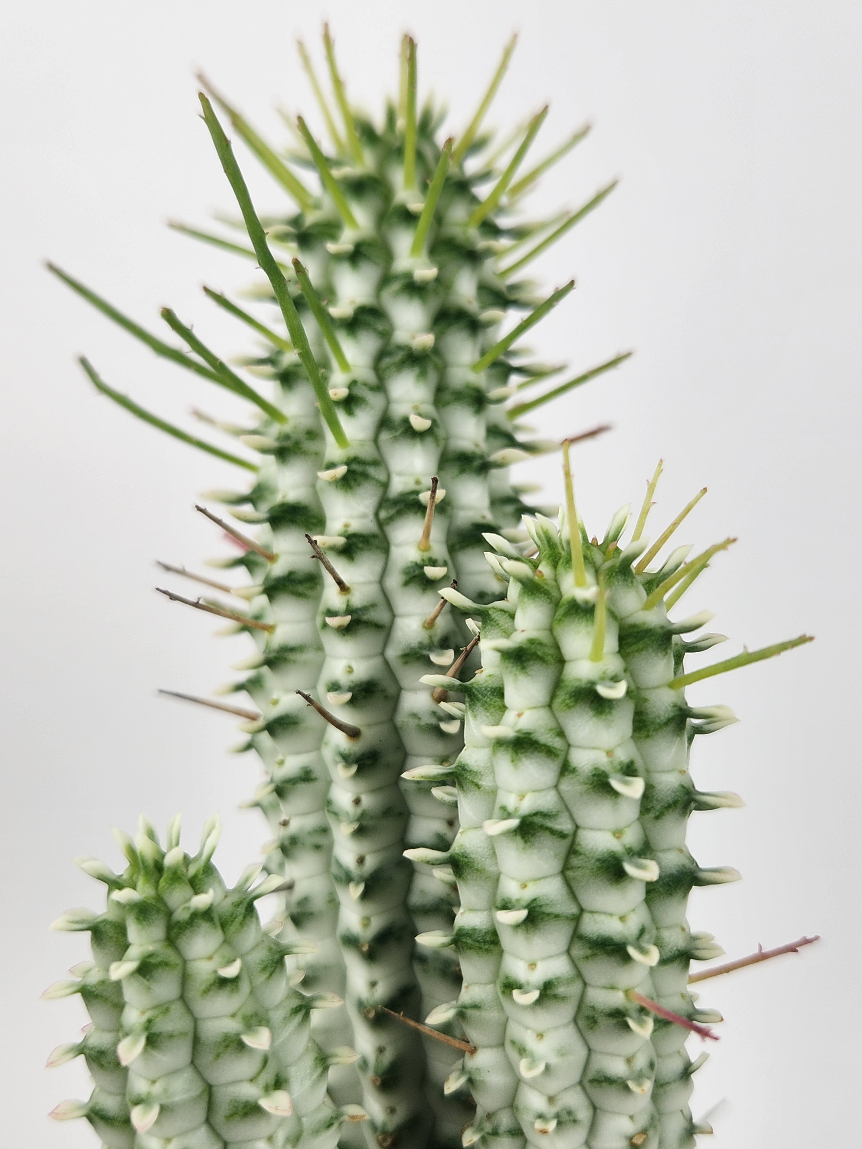 EUPHORBIA MAMMILLARIS F. VARIEGATA