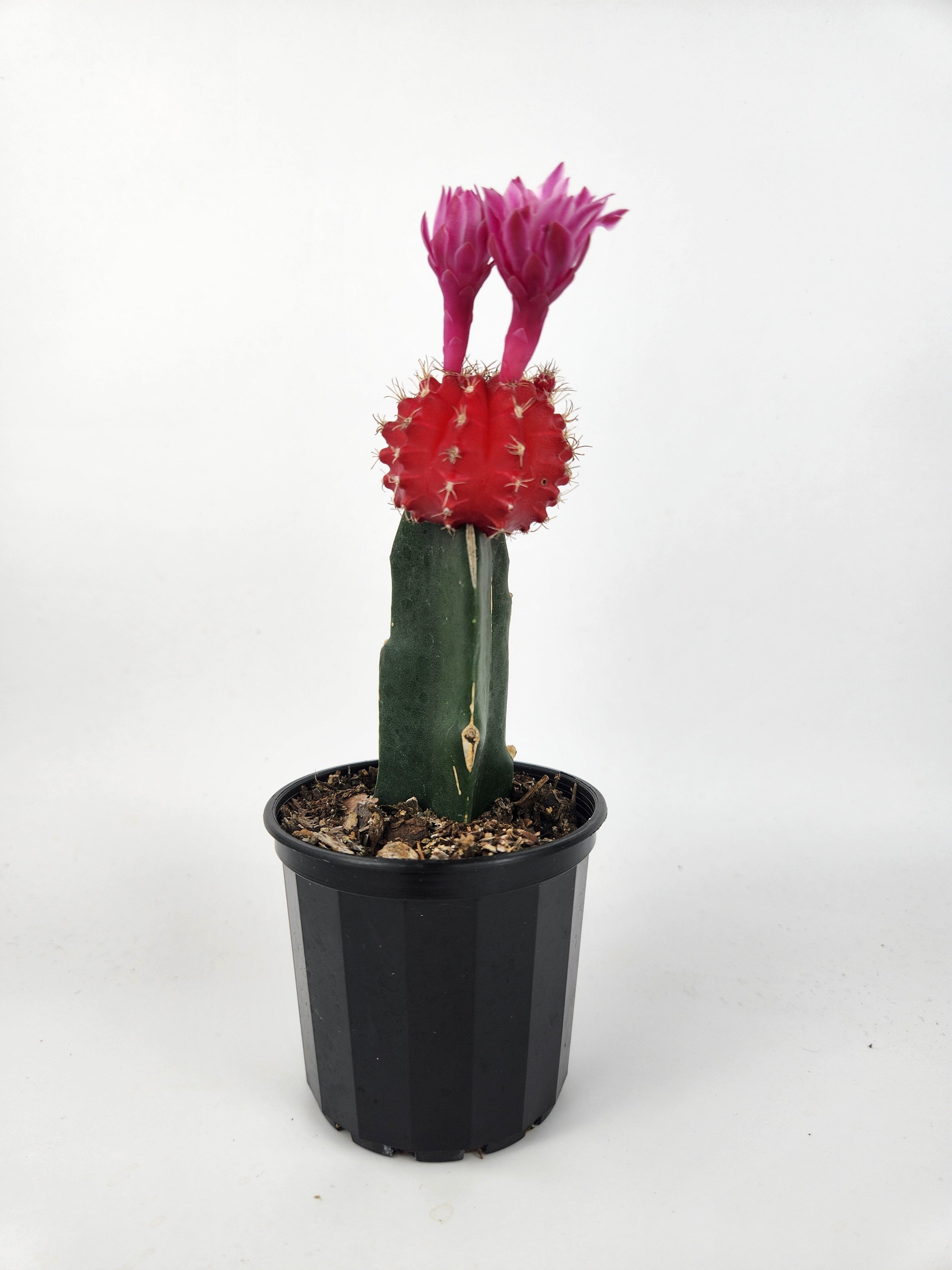 GYMNOCALYCIUM MIHANOVICHII