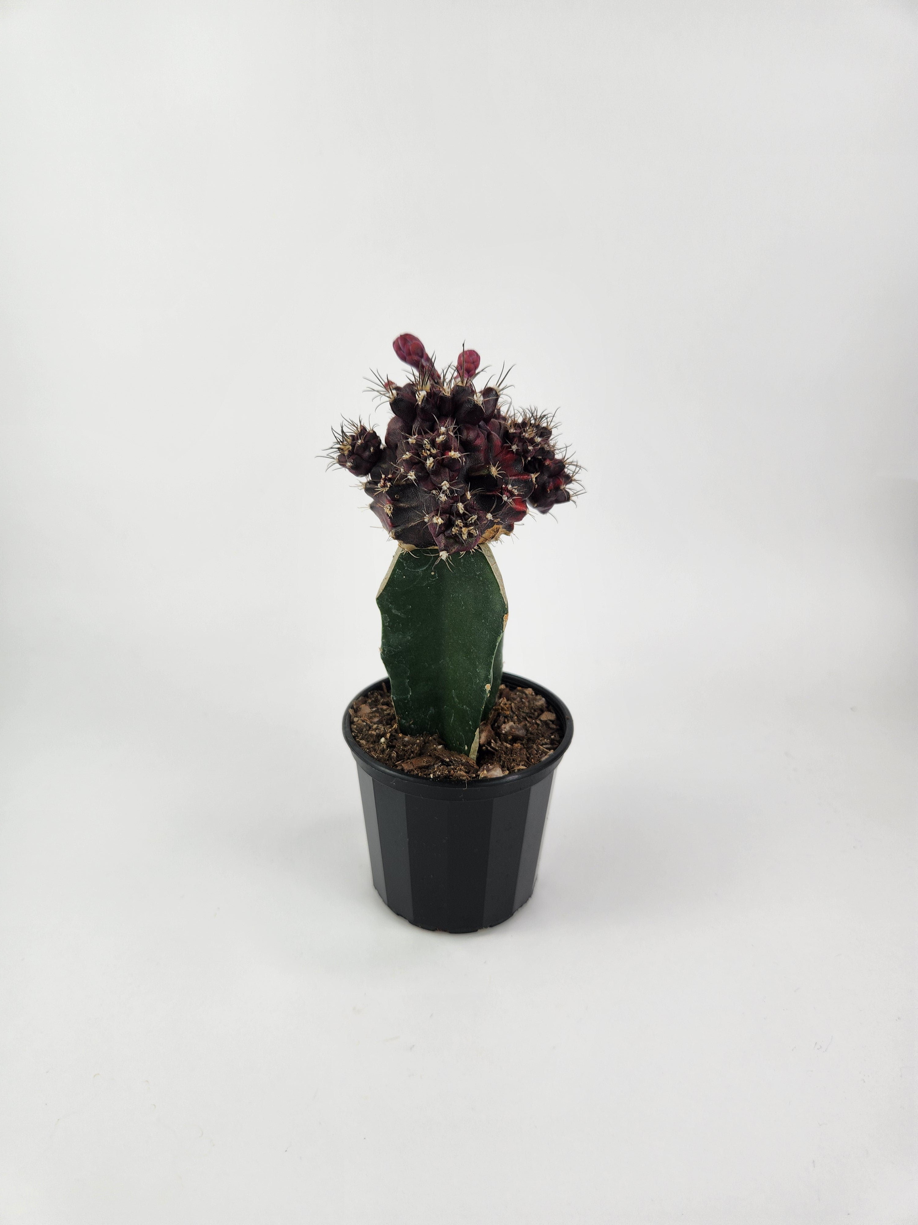 GYMNOCALYCIUM MIHANOVICHII