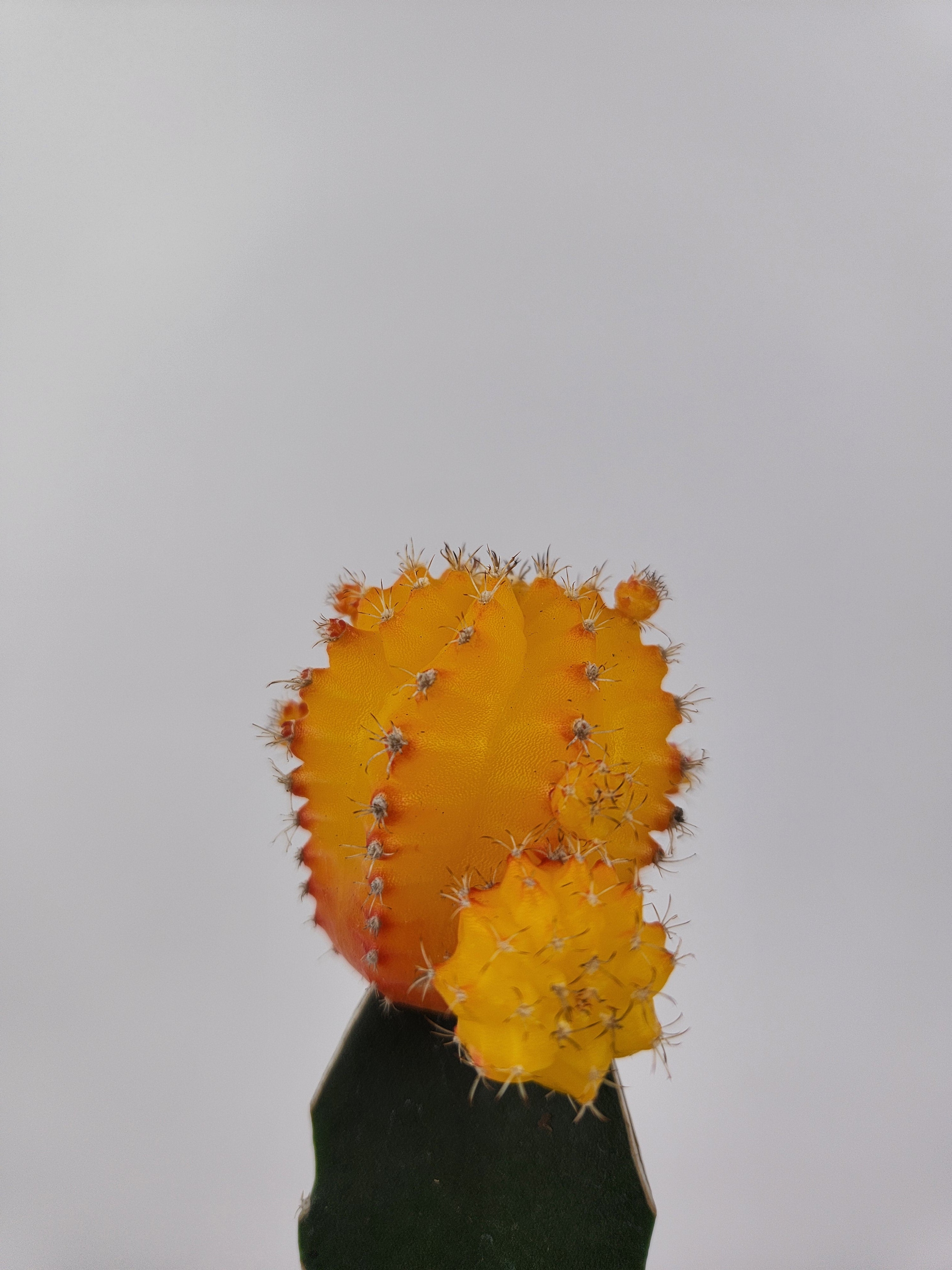 GYMNOCALYCIUM MIHANOVICHII