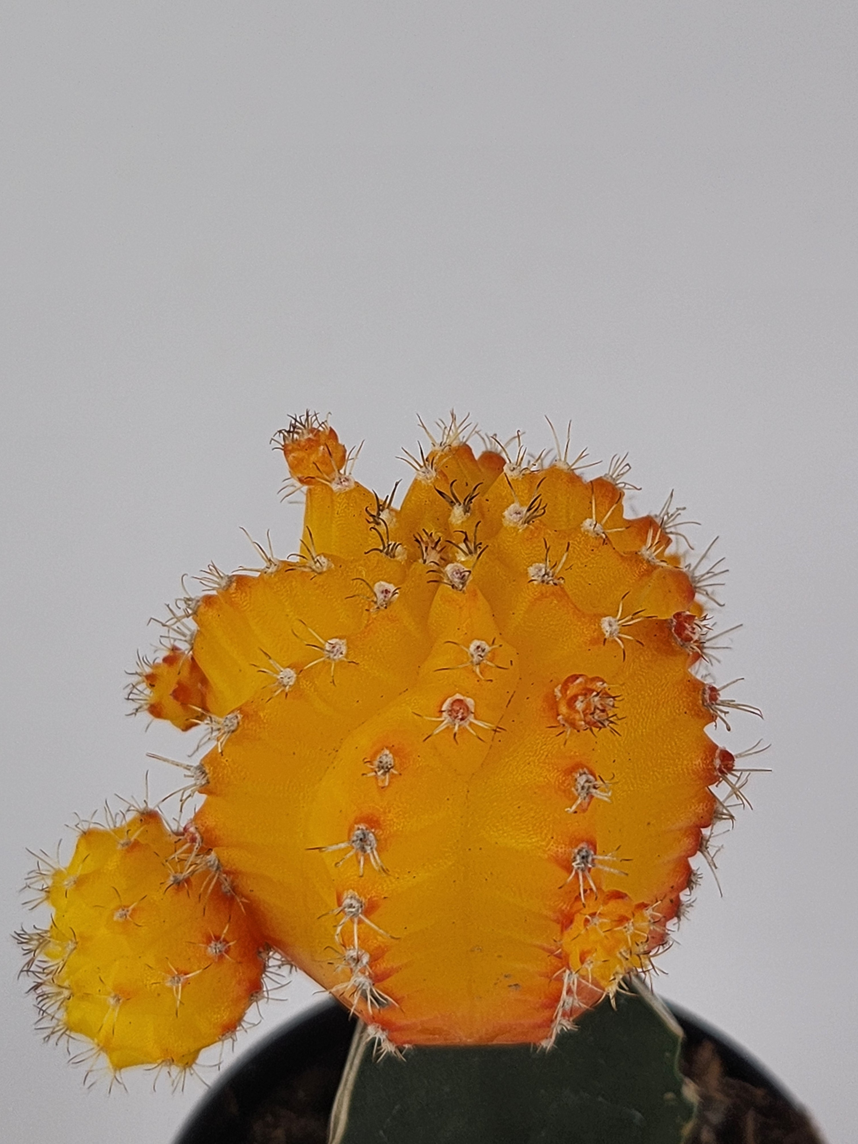 GYMNOCALYCIUM MIHANOVICHII