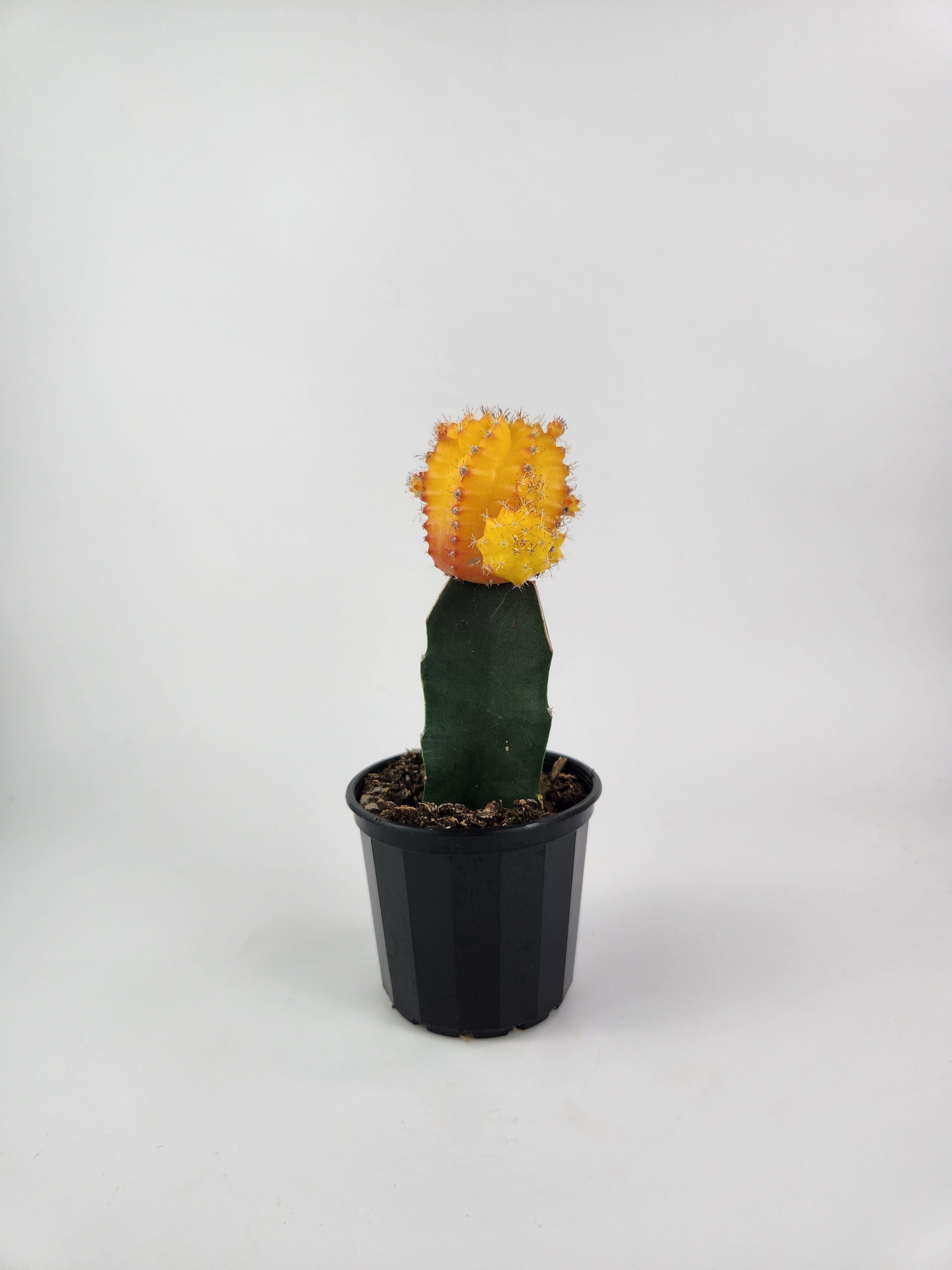 GYMNOCALYCIUM MIHANOVICHII