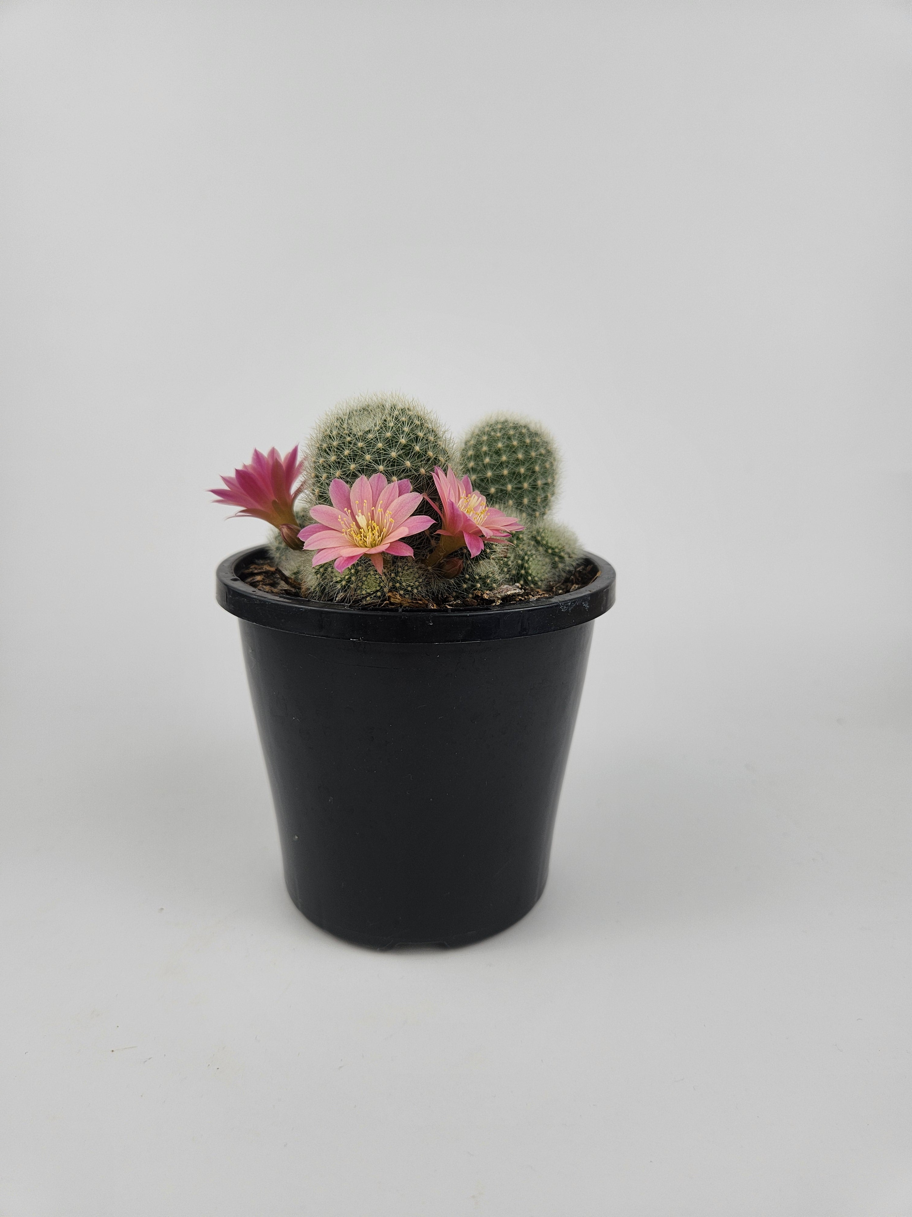 REBUTIA CV. PINK SENSATION