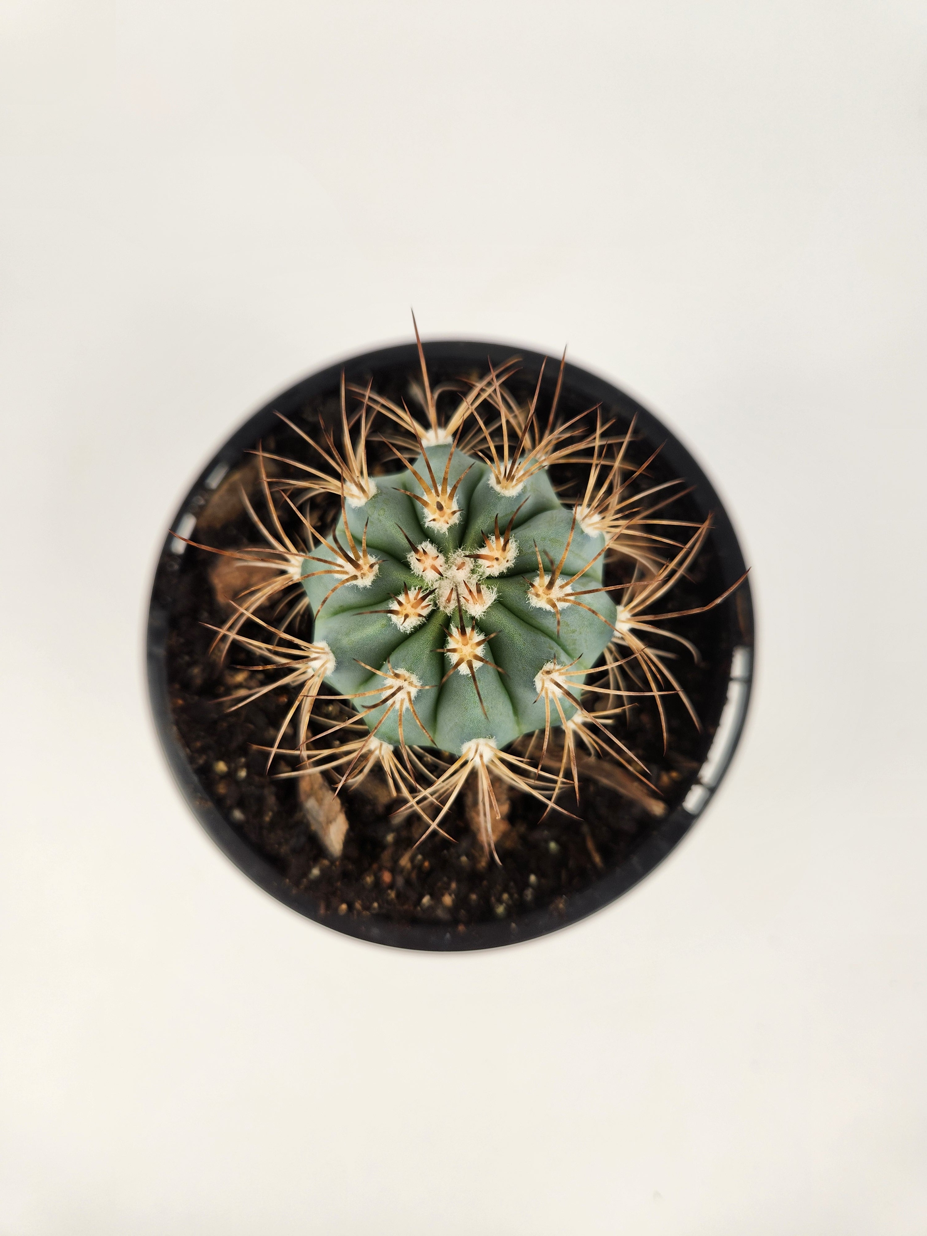 MELOCACTUS AZUREUS