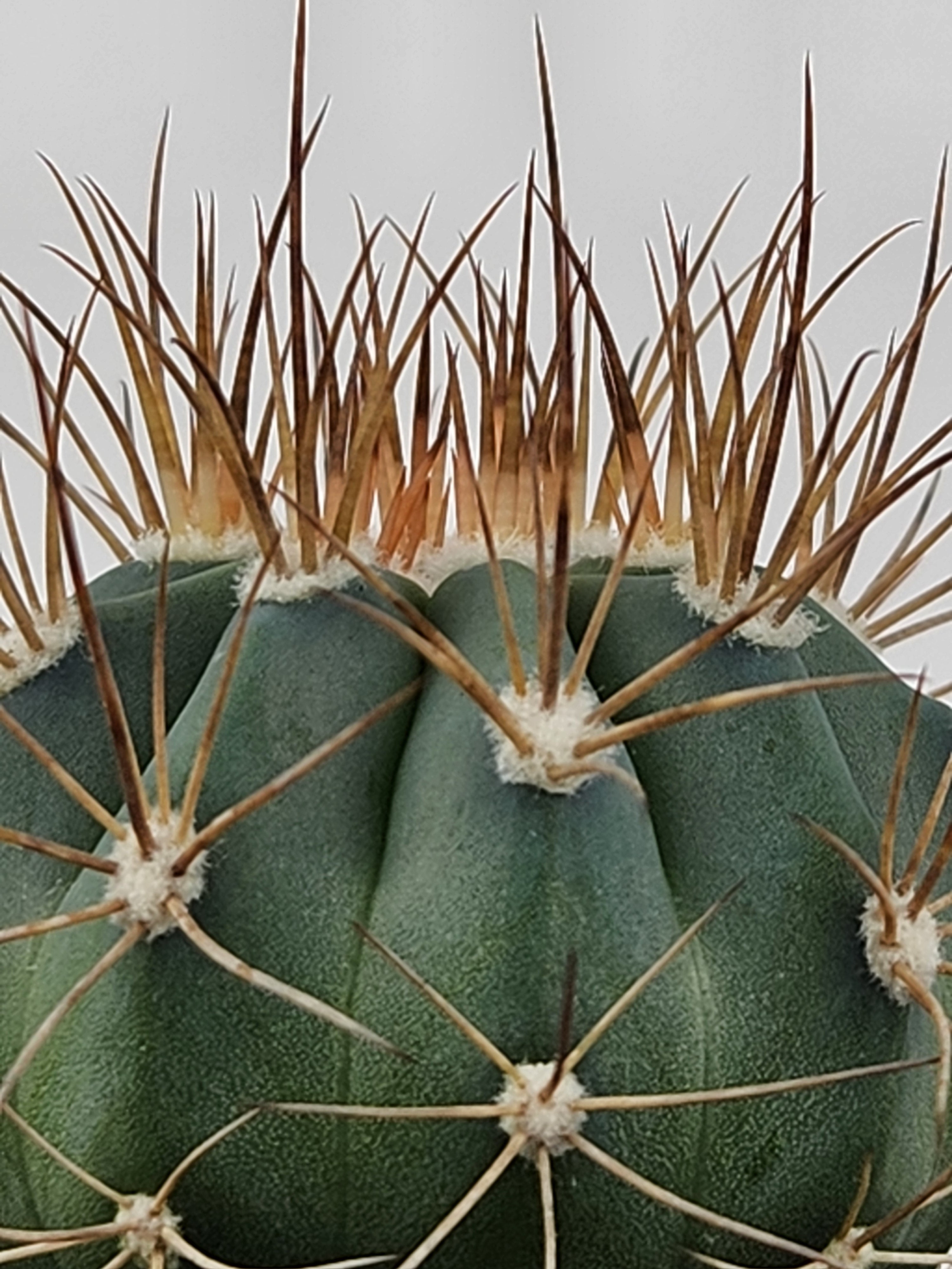 MELOCACTUS AZUREUS