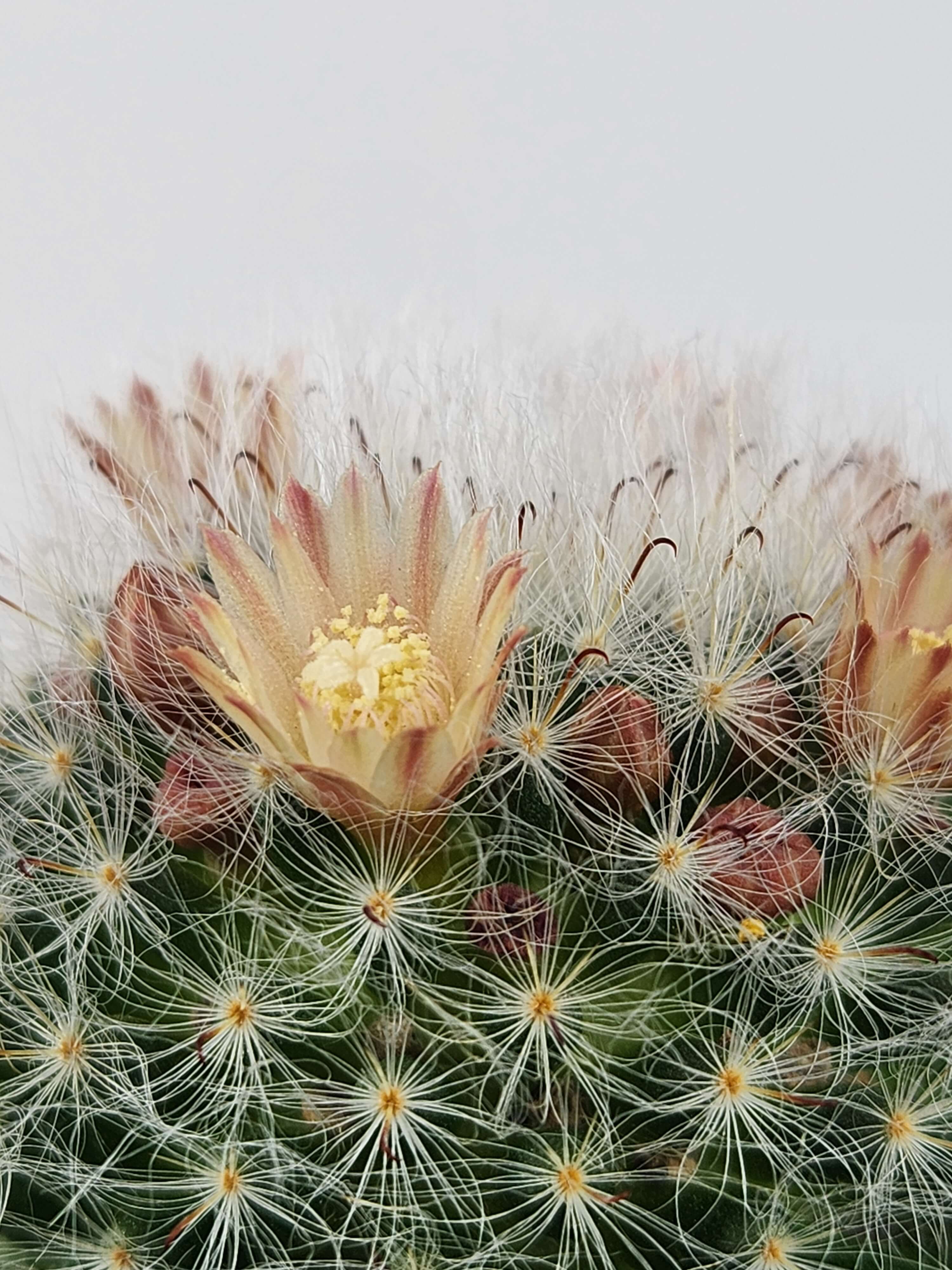 MAMMILLARIA BOCASANA