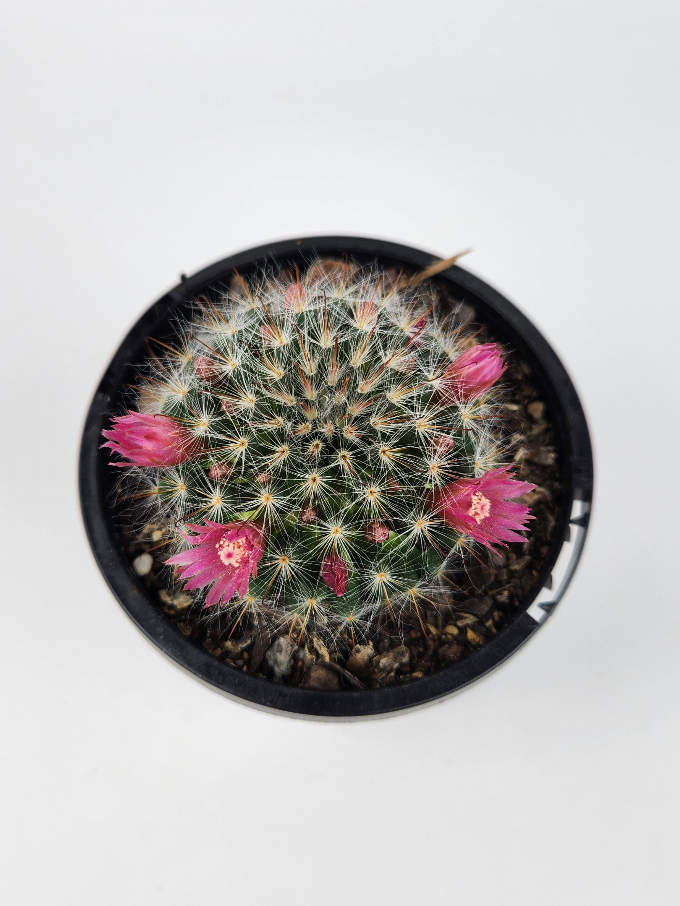 MAMMILLARIA BOCASANA CV. ROSEIFLORA