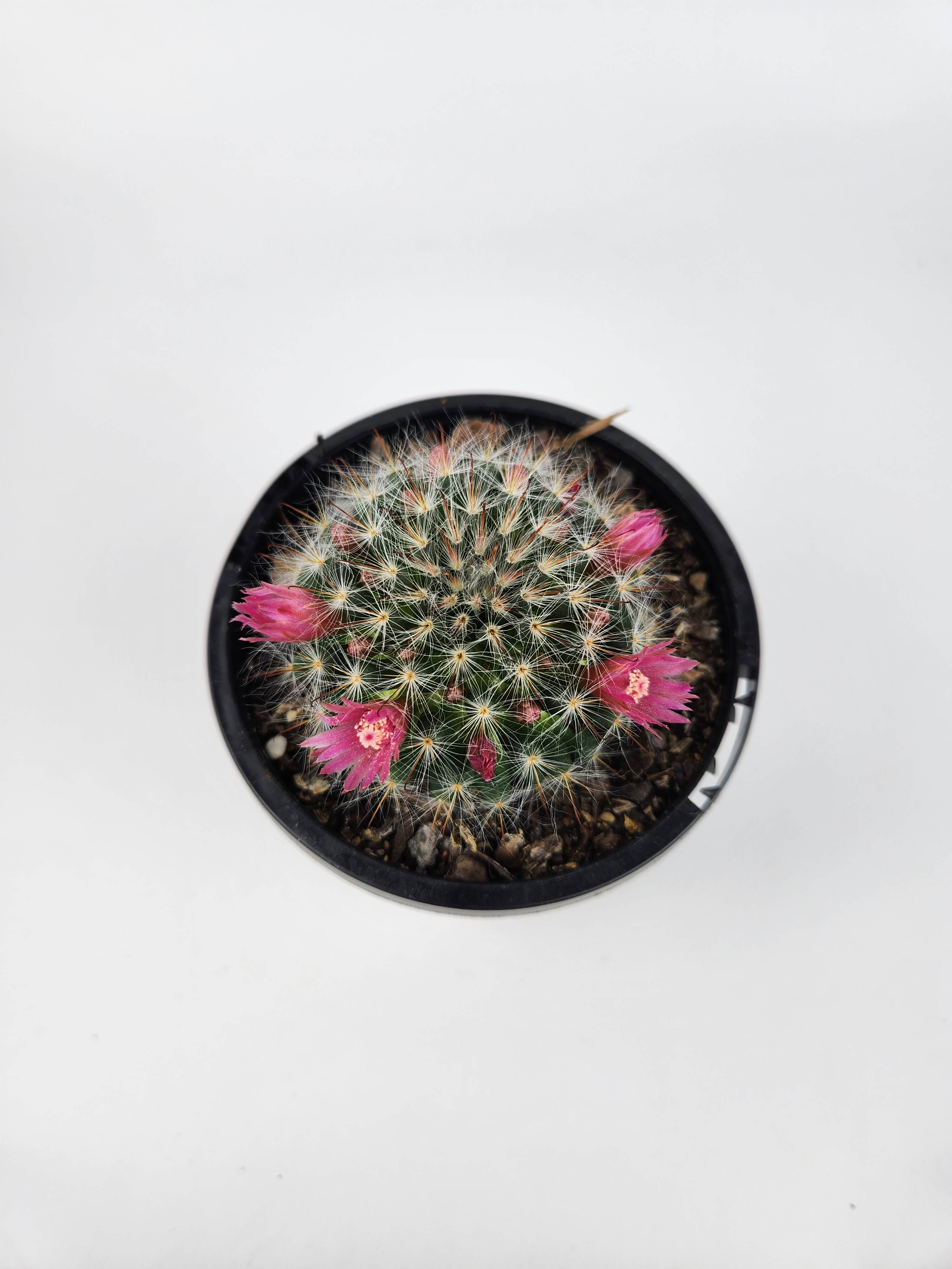MAMMILLARIA BOCASANA CV. ROSEIFLORA