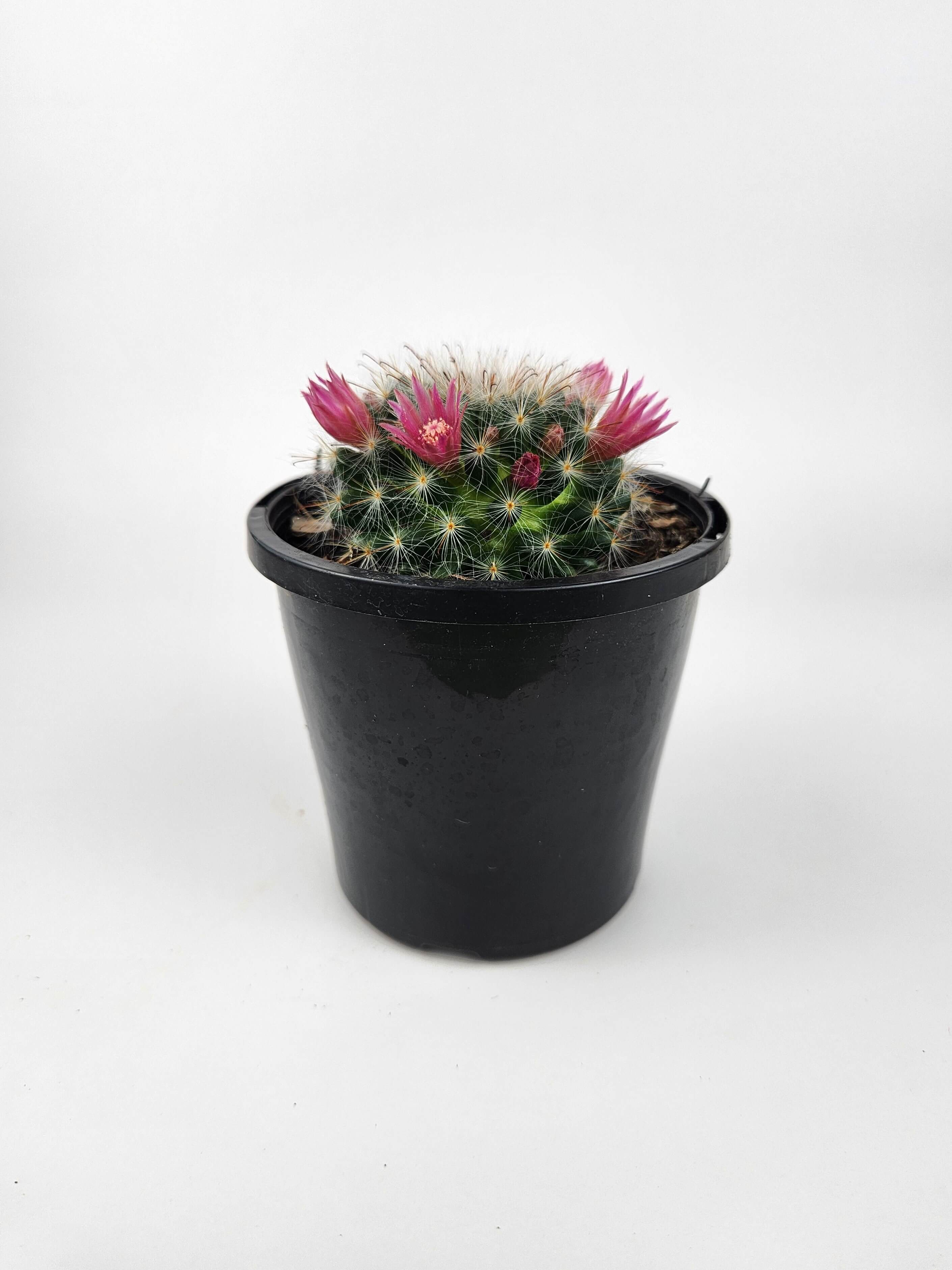 MAMMILLARIA BOCASANA CV. ROSEIFLORA