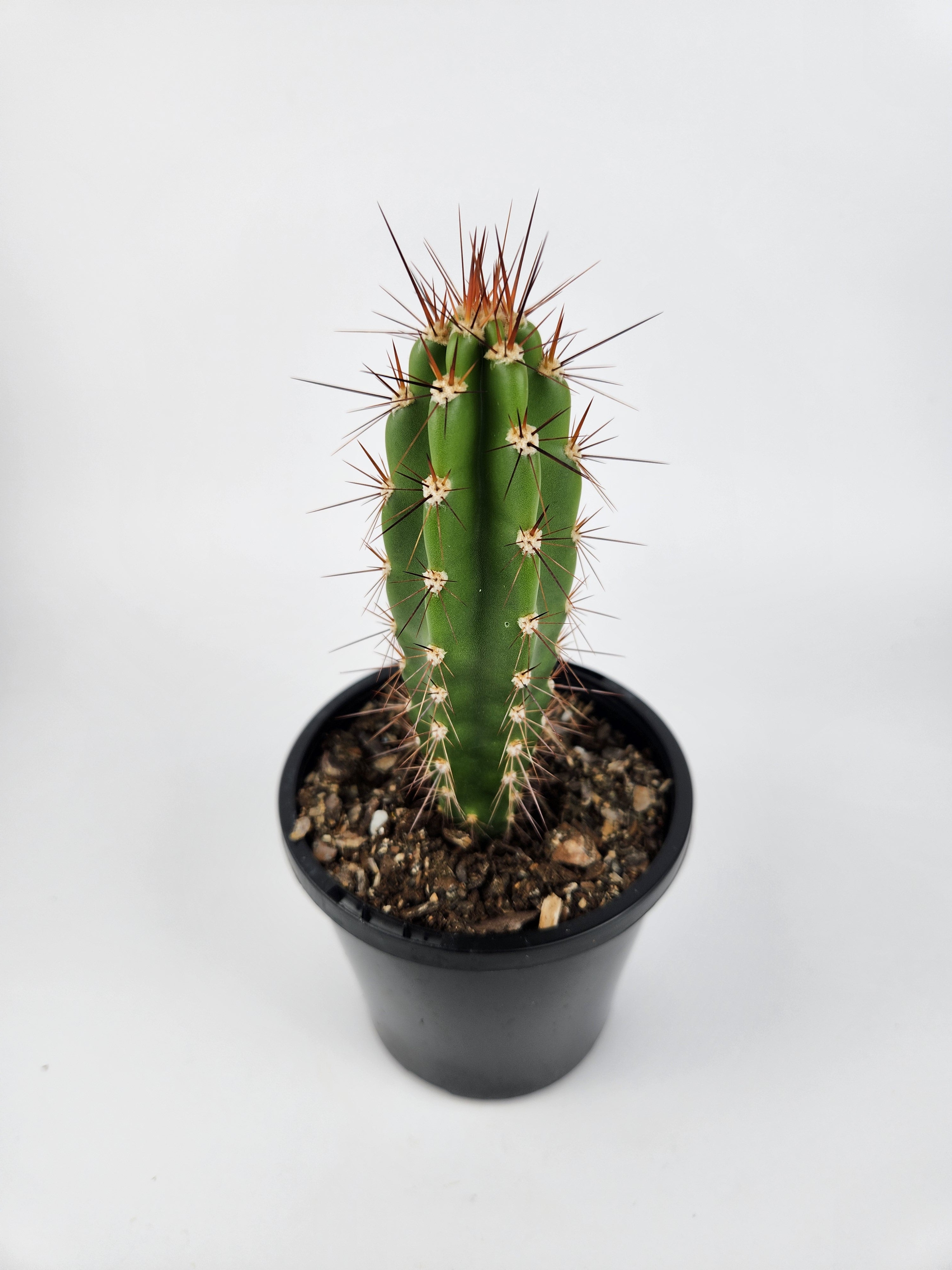 NEORAIMONDIA HERZOGIANA