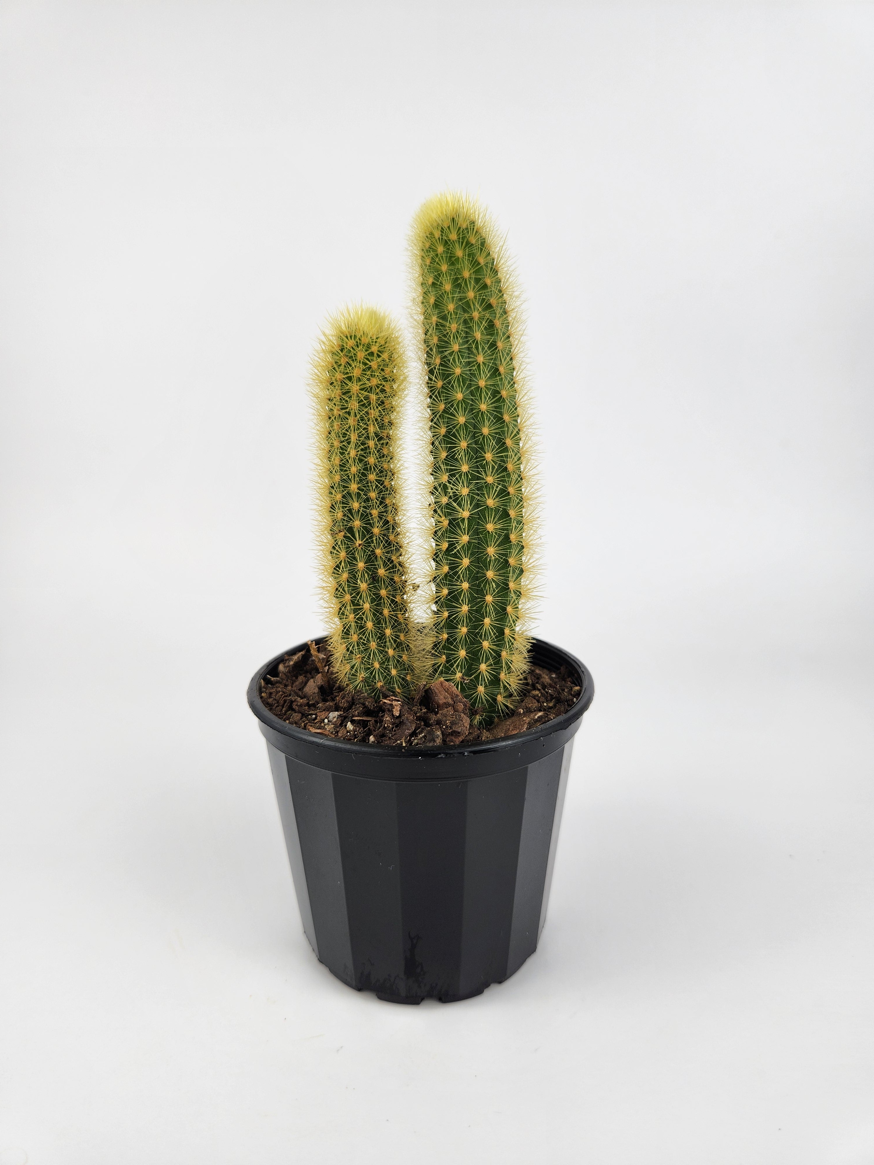 CLEISTOCACTUS WINTERI