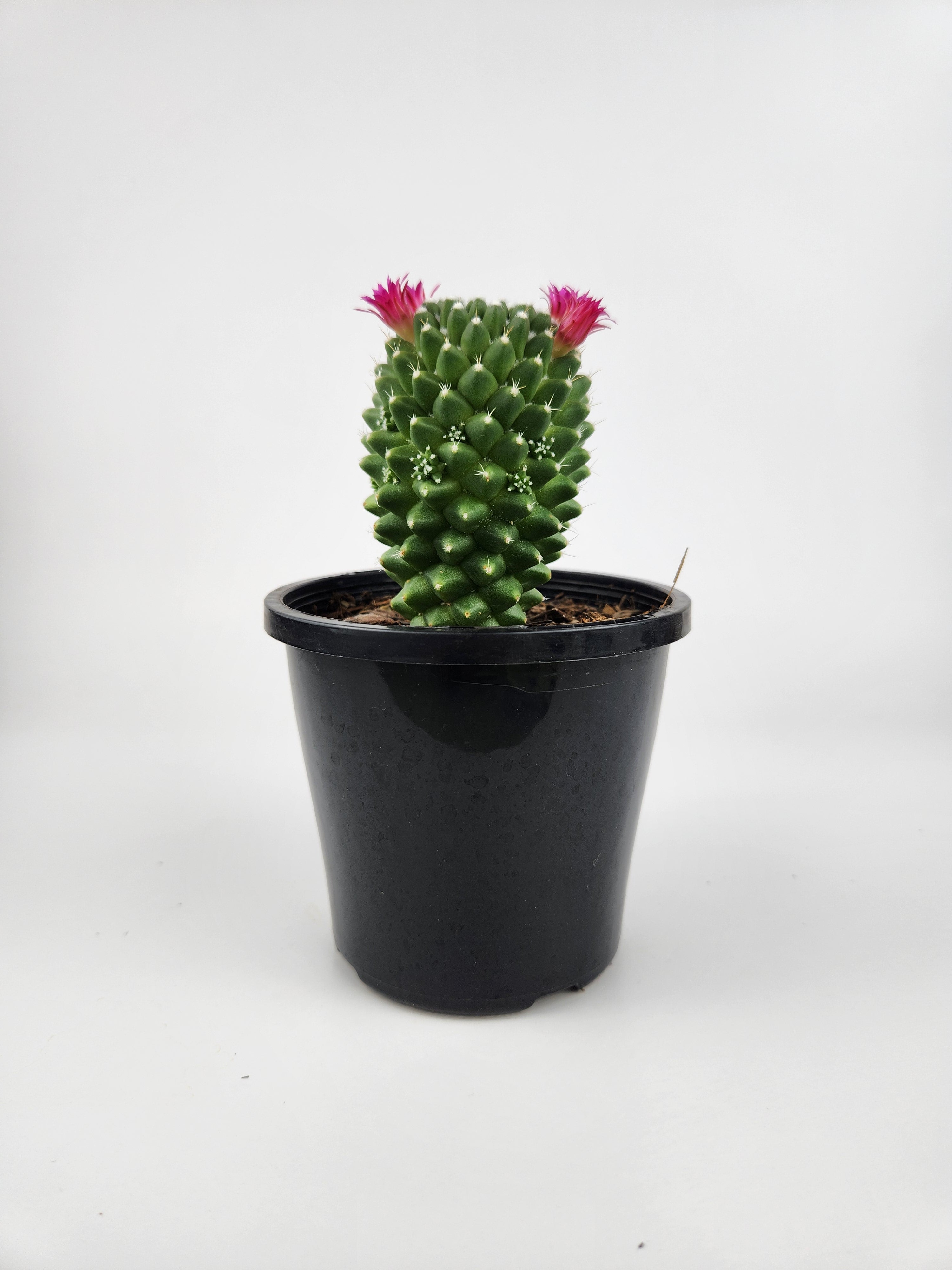 MAMMILLARIA SPINOSISSIMA PICO V DALEK