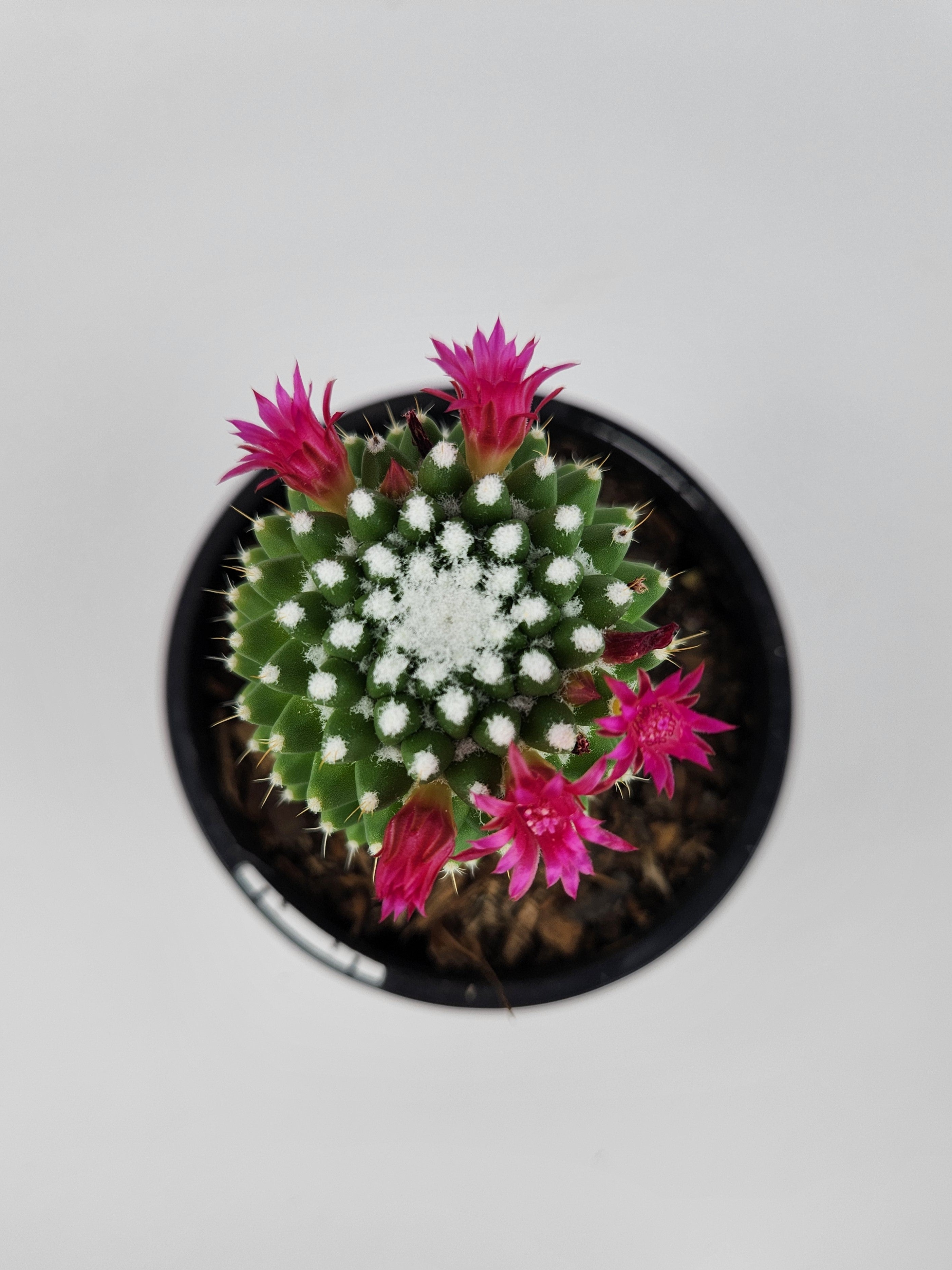 MAMMILLARIA SPINOSISSIMA PICO V DALEK
