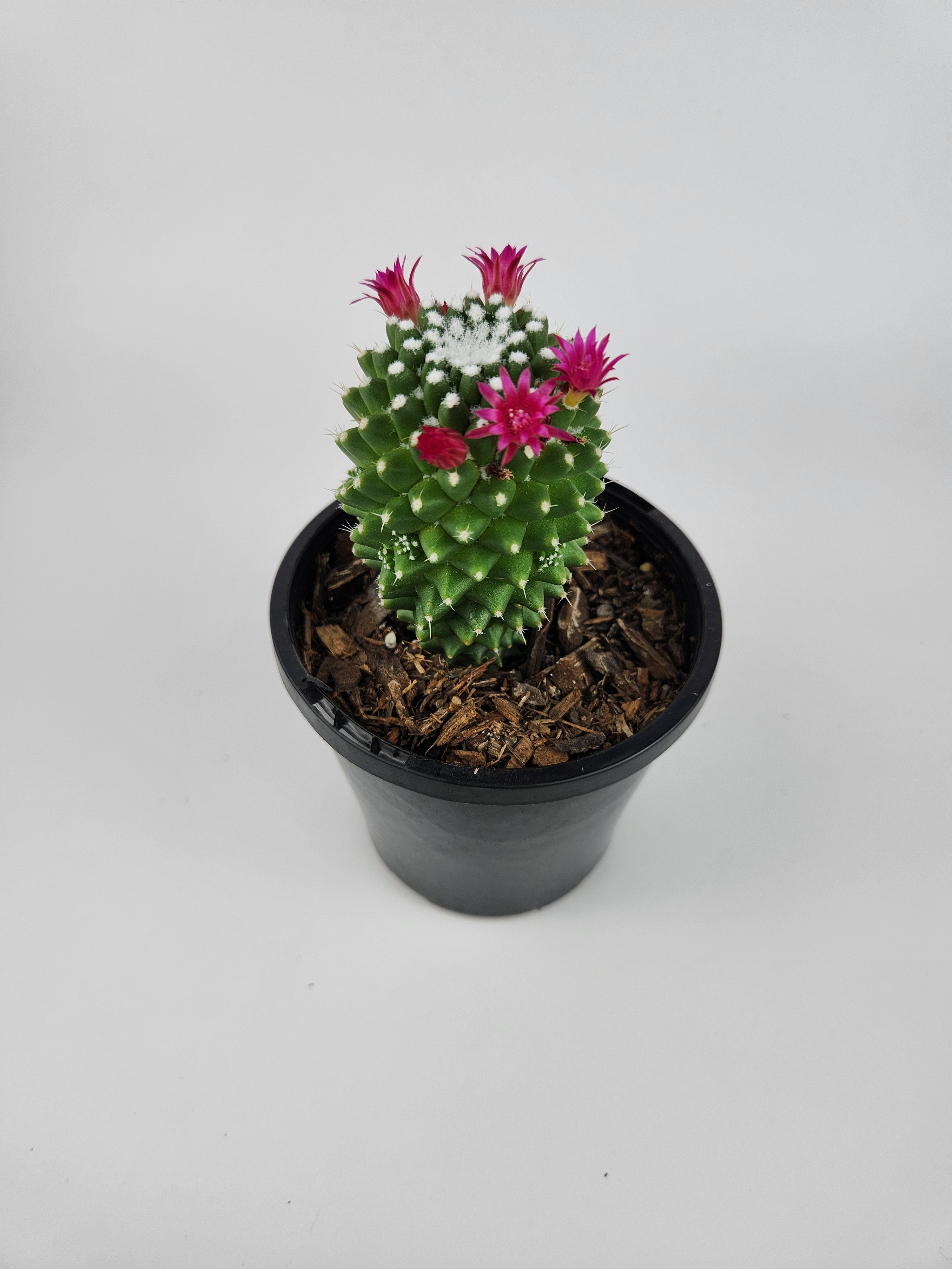 MAMMILLARIA SPINOSISSIMA PICO V DALEK