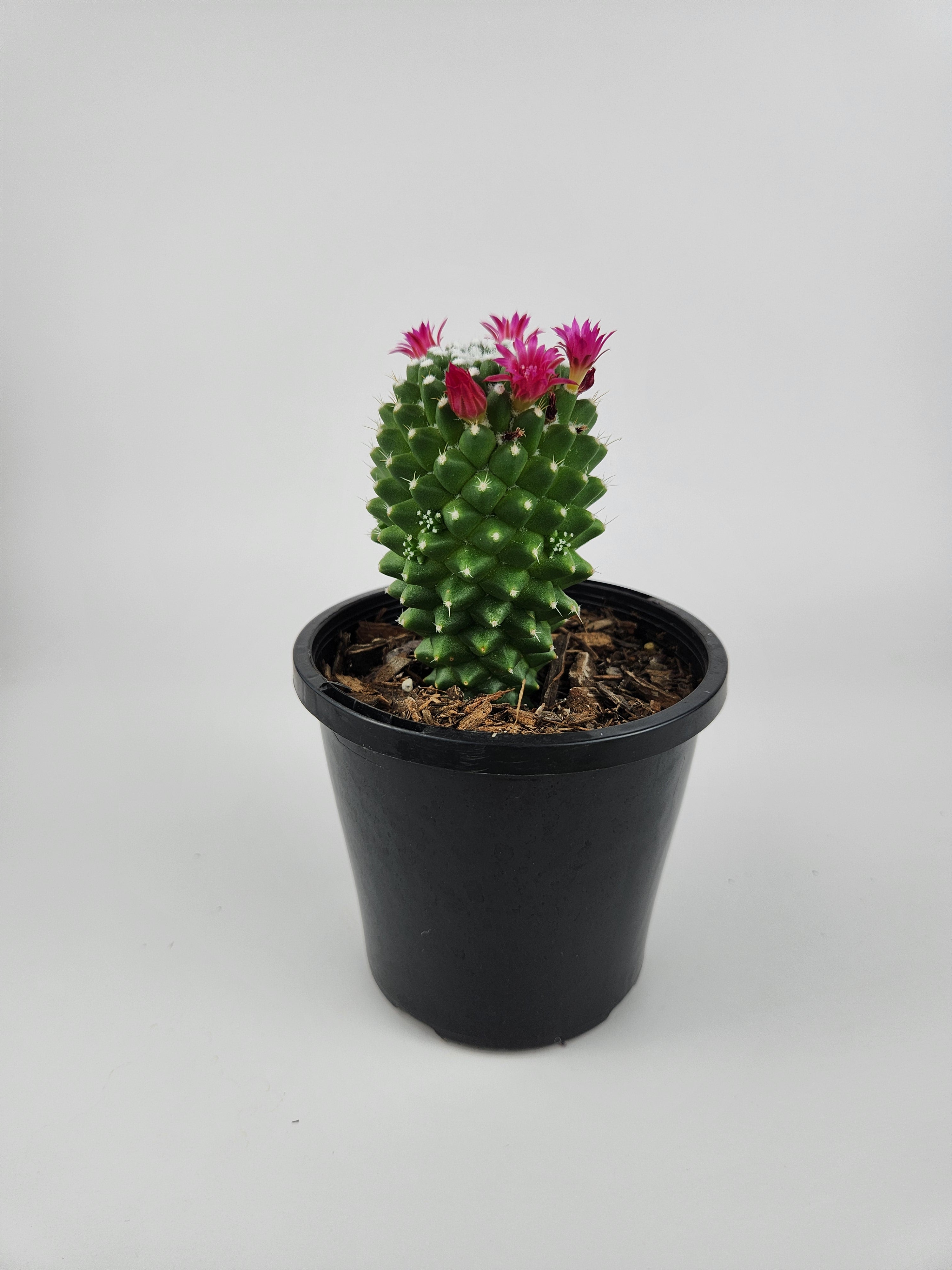 MAMMILLARIA SPINOSISSIMA PICO V DALEK