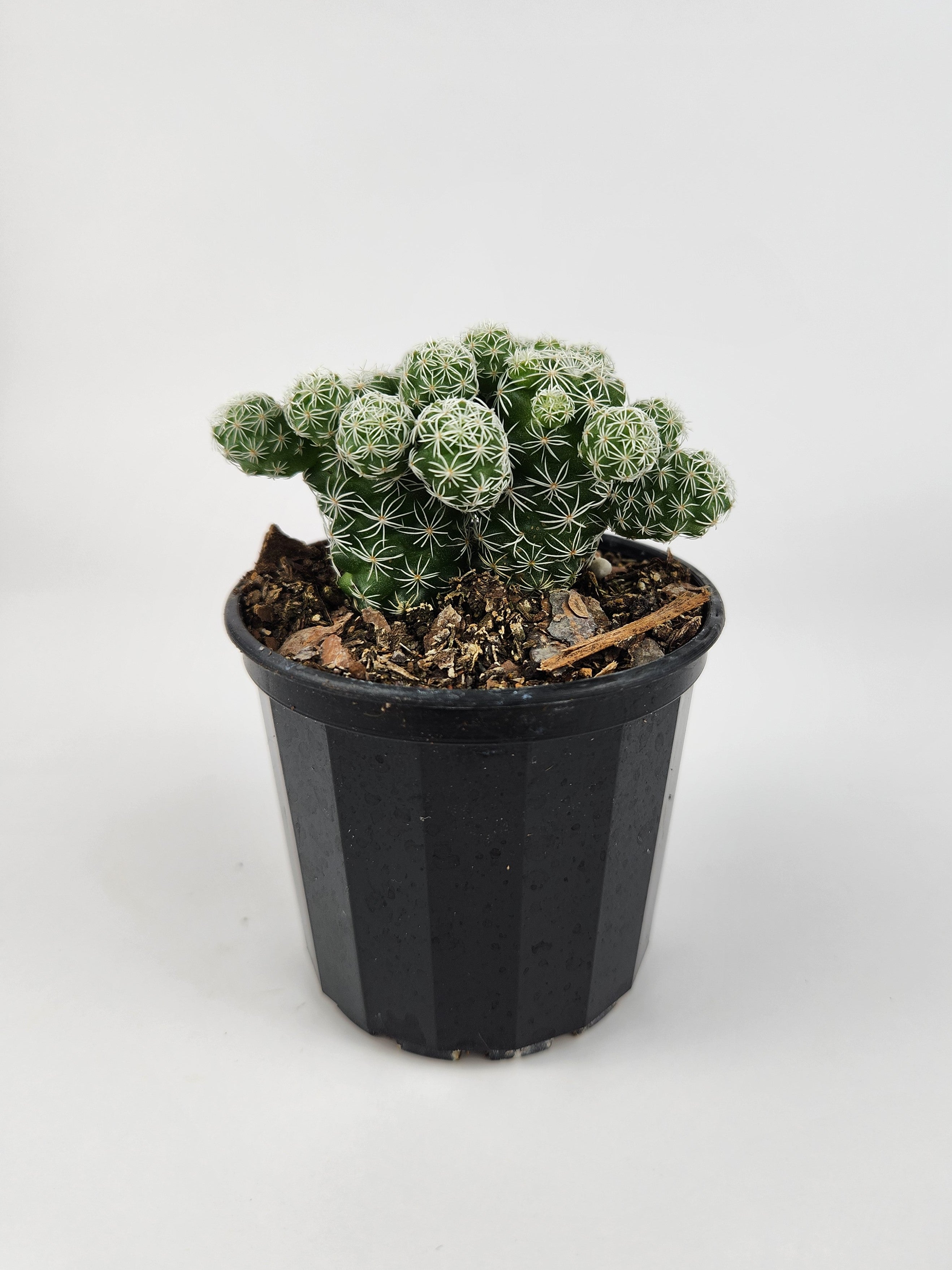 MAMMILLARIA VETULA SUBSP. GRACILIS