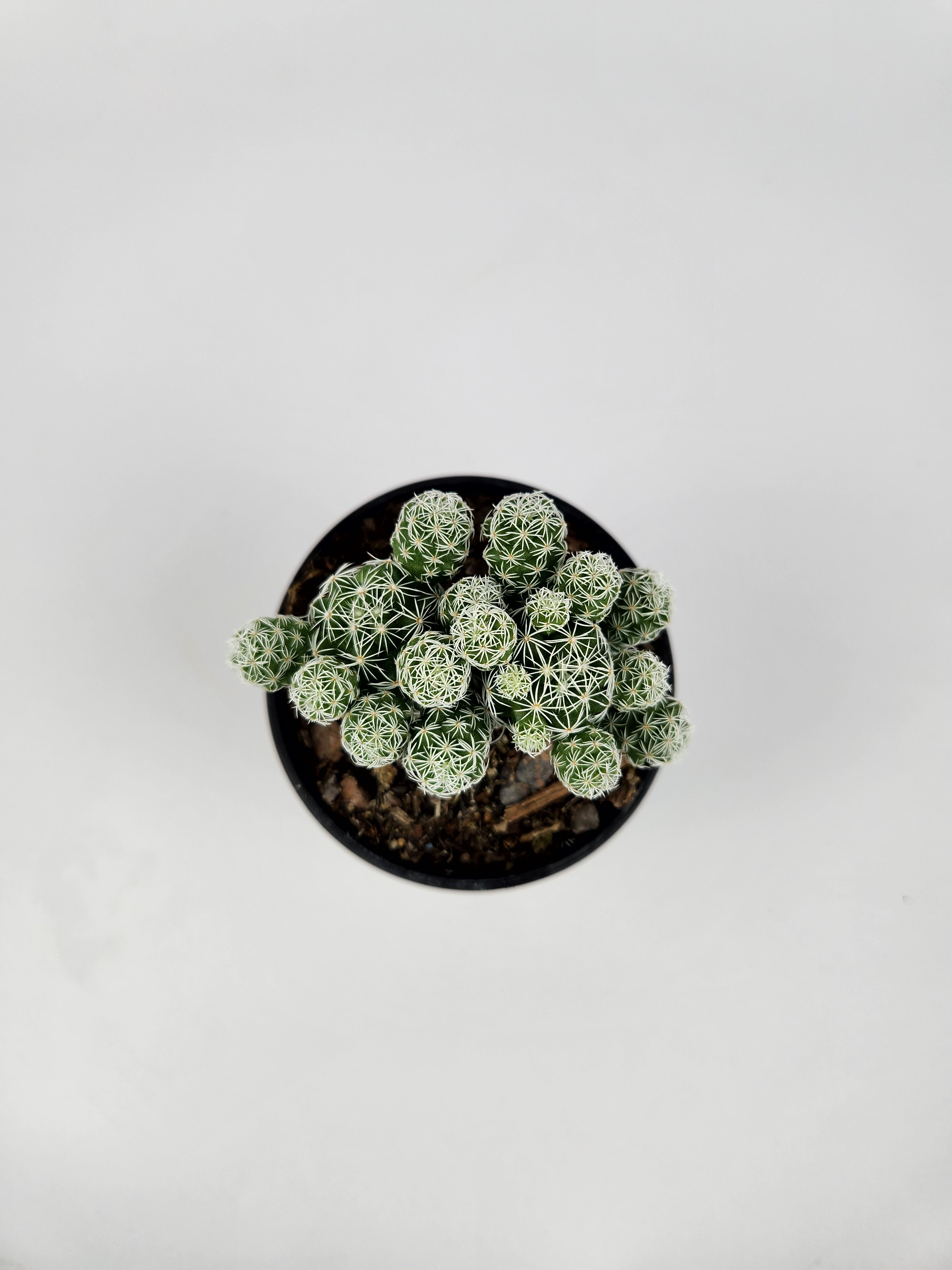 MAMMILLARIA VETULA SUBSP. GRACILIS