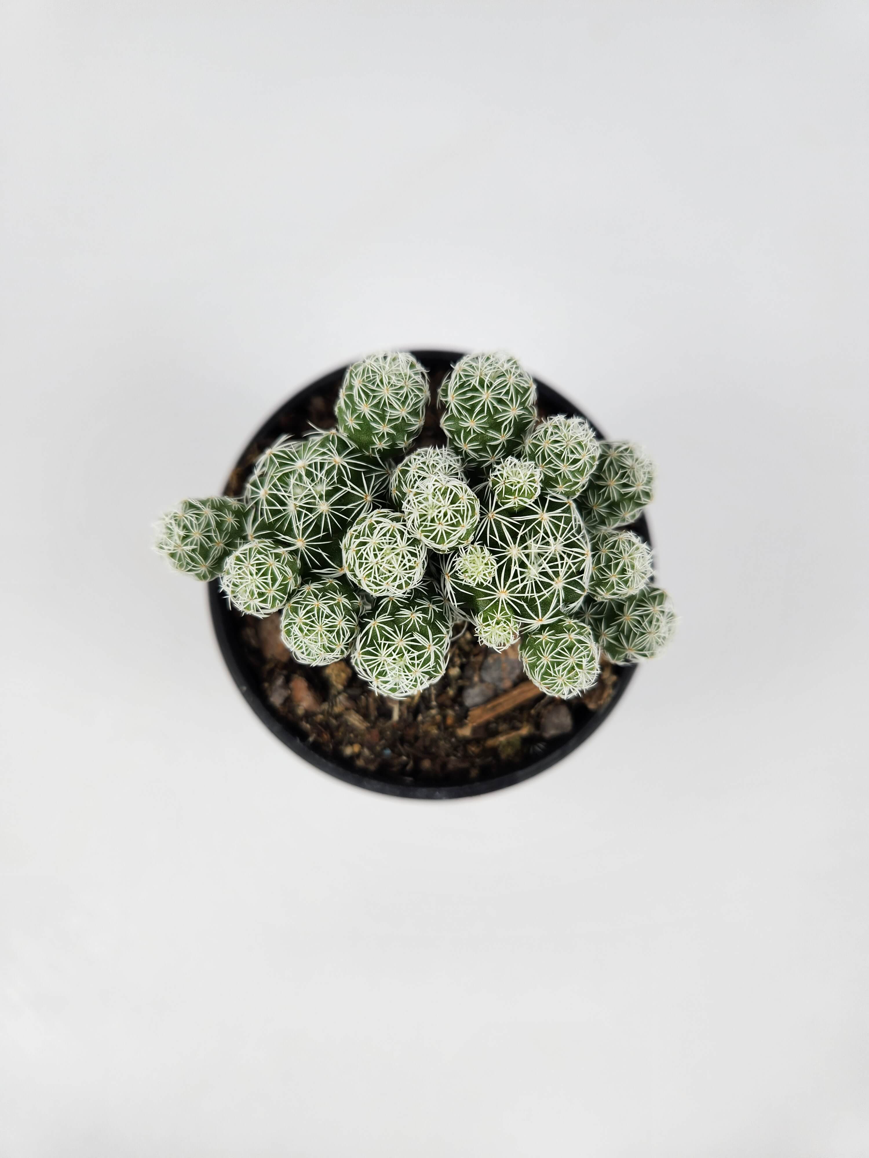 MAMMILLARIA VETULA SUBSP. GRACILIS