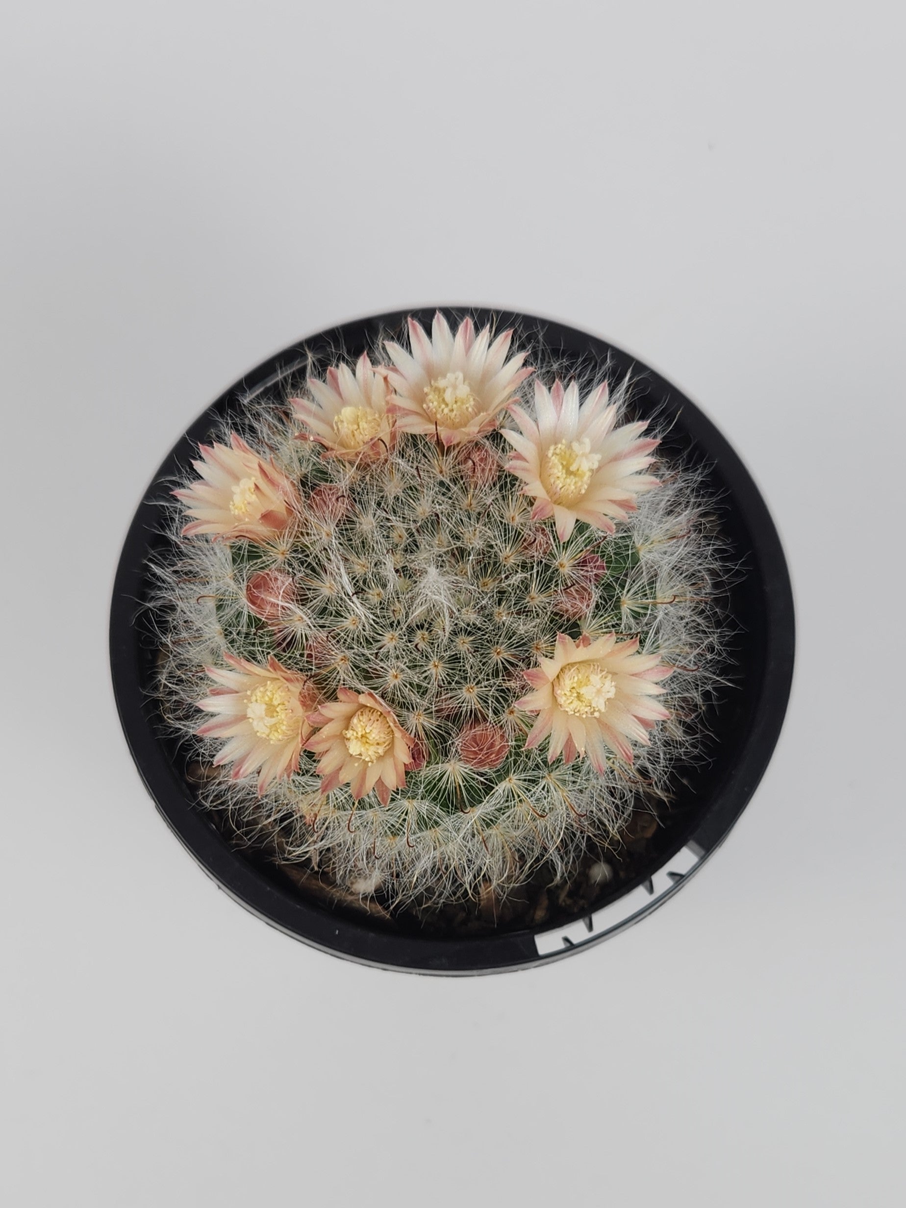 MAMMILLARIA BOCASANA