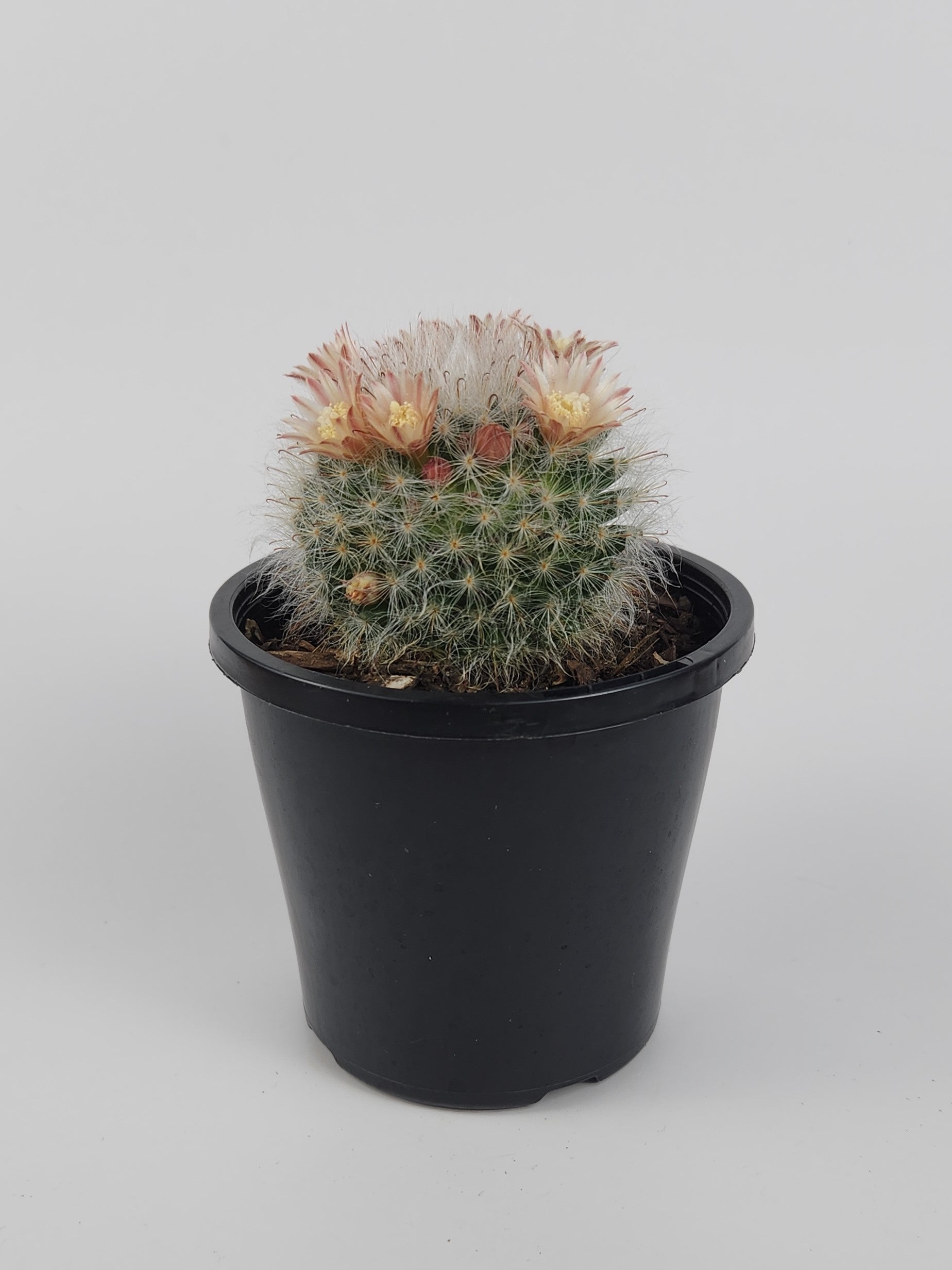 MAMMILLARIA BOCASANA