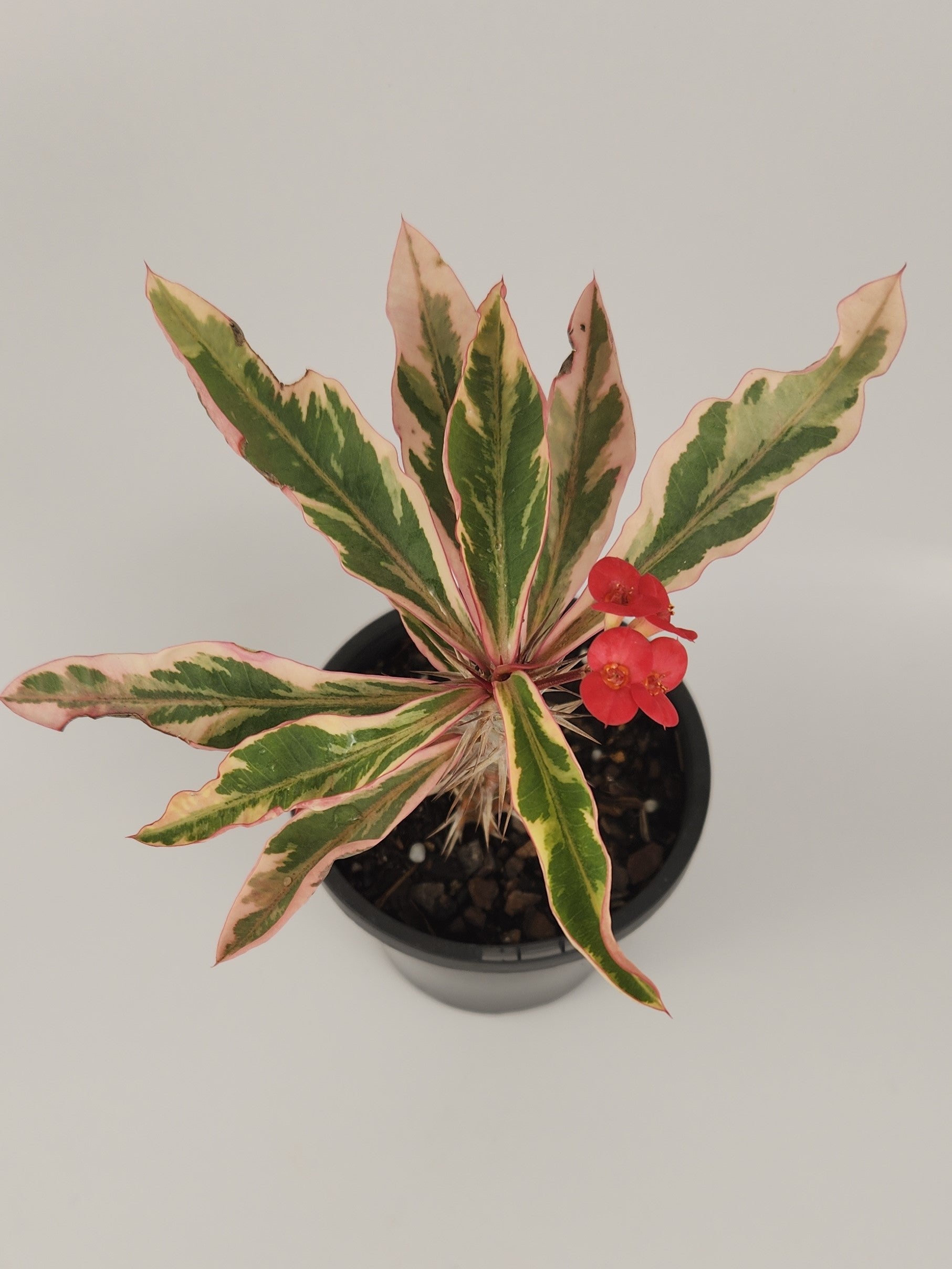 EUPHORBIA MILII VARIEGATA