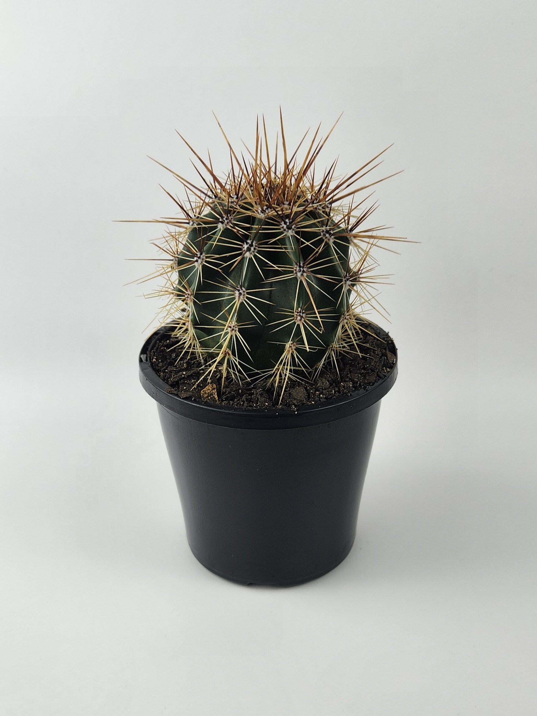 CARNEGIEA GIGANTEA (SAGUARO)