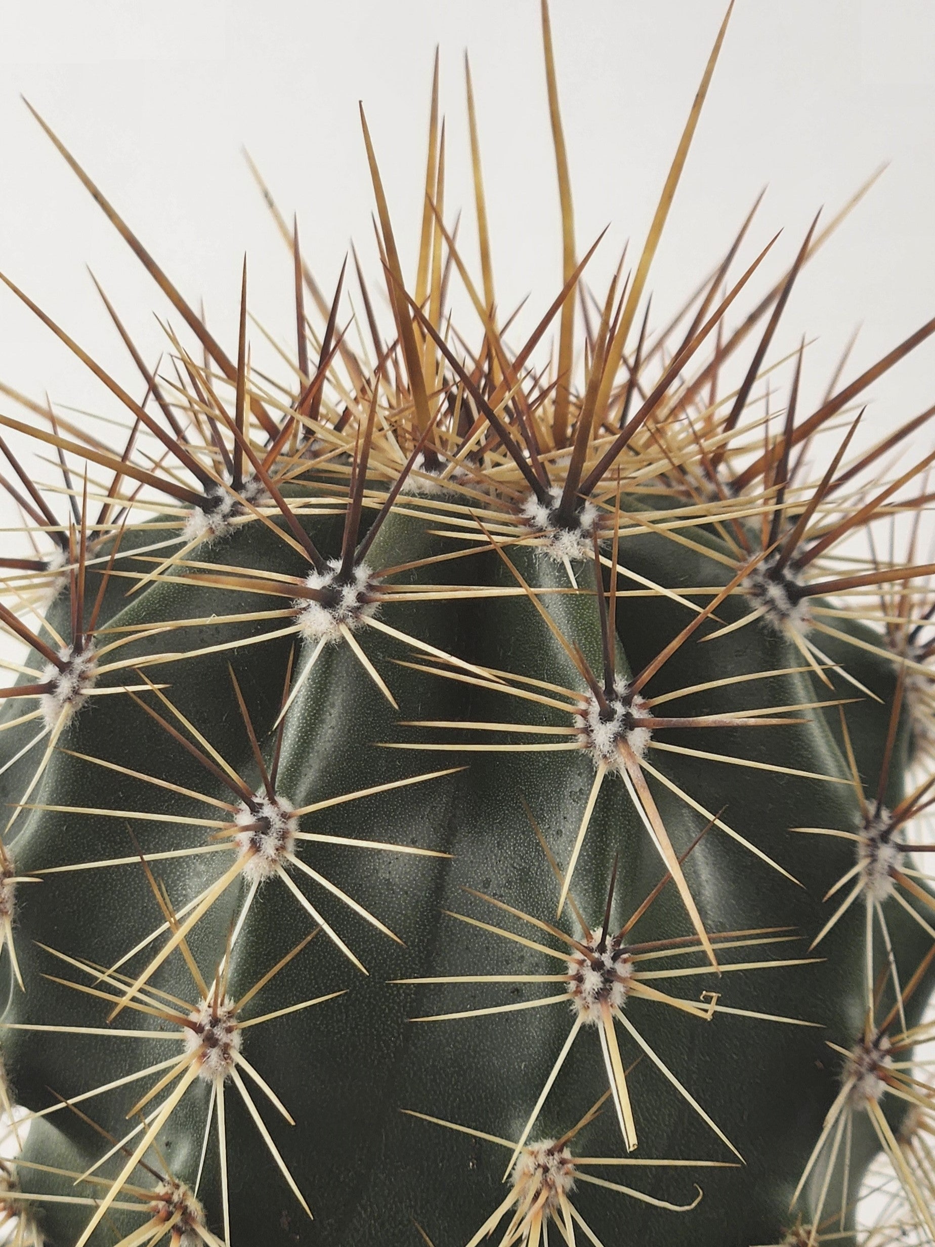 CARNEGIEA GIGANTEA (SAGUARO)
