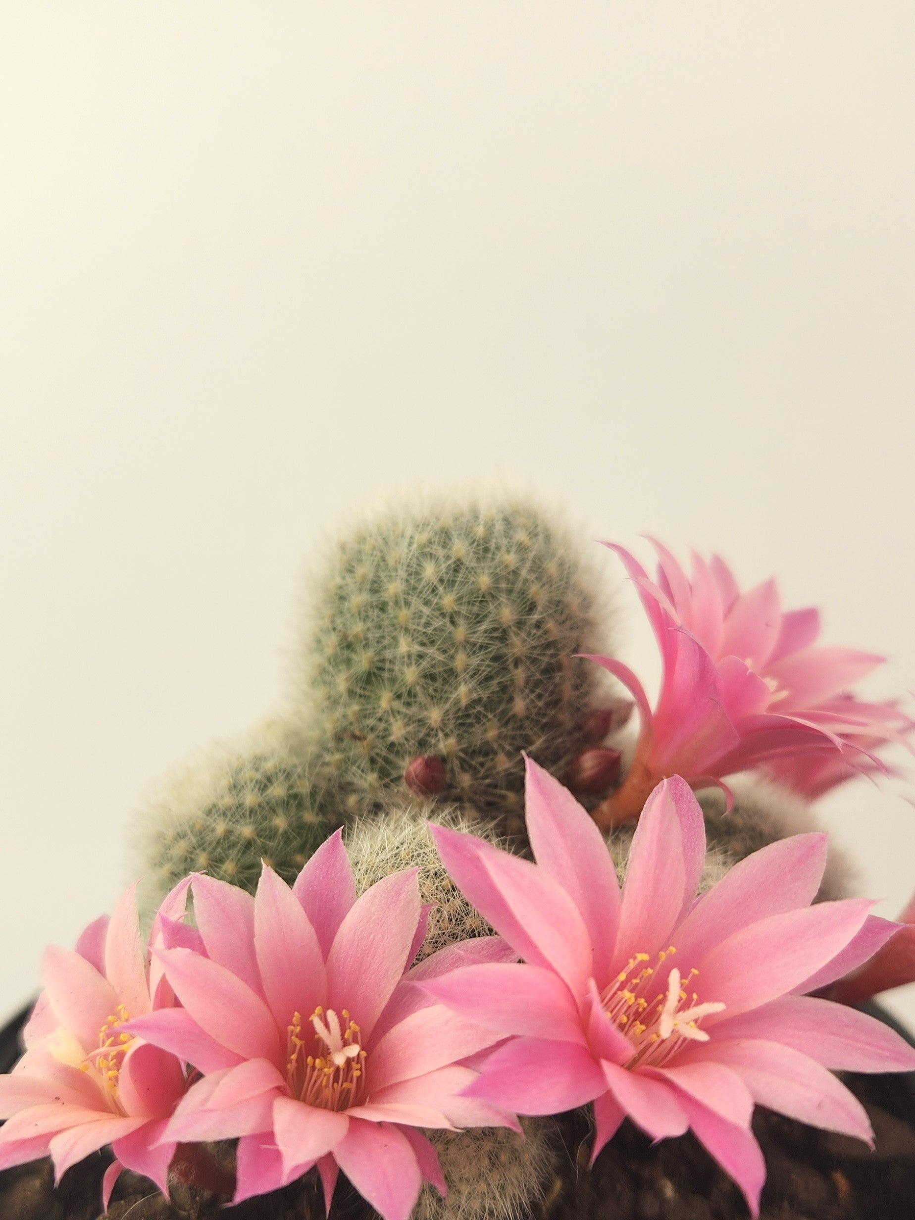 REBUTIA NARVAECENSIS