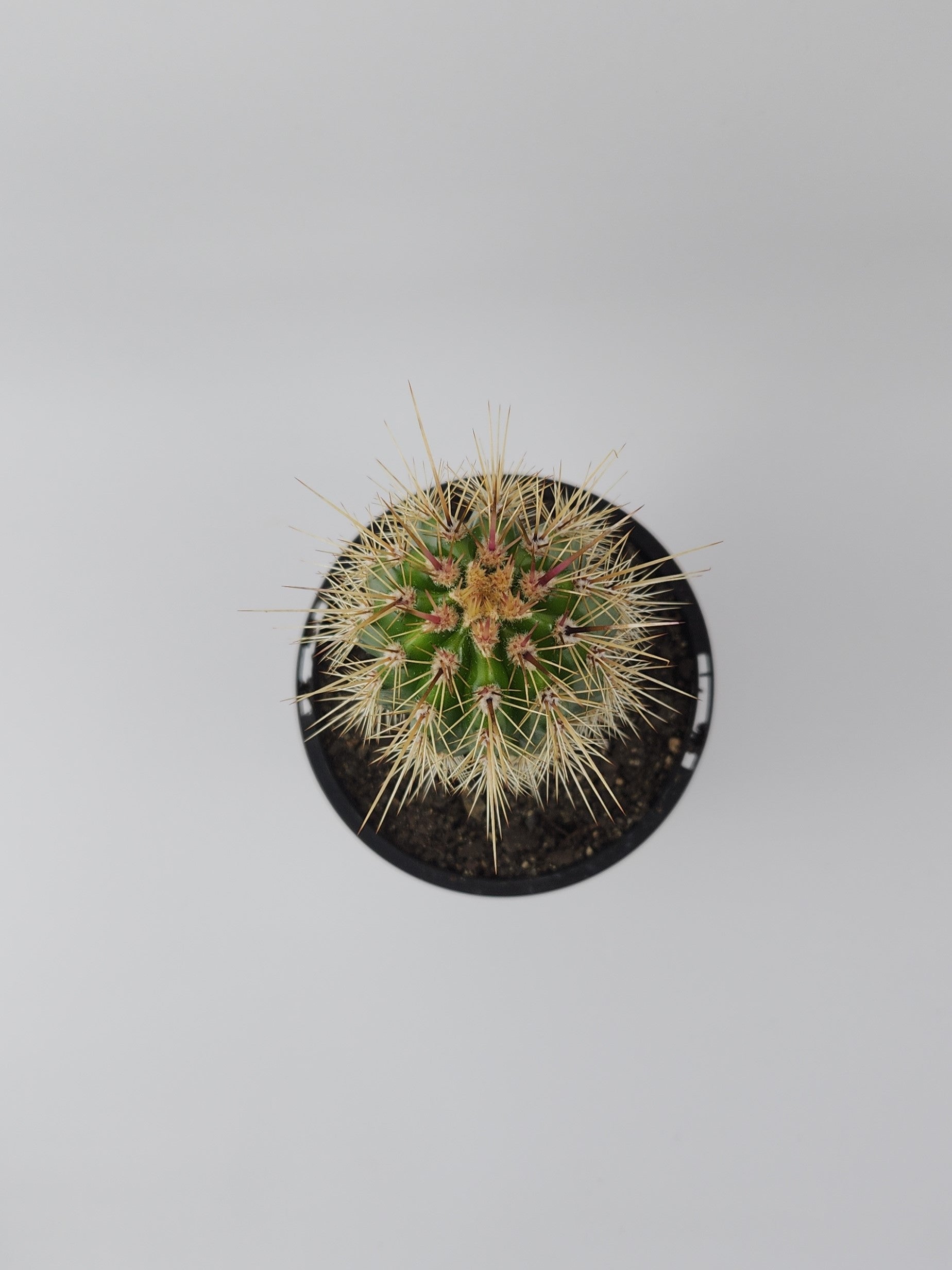 PACHYCEREUS PRINGLEI