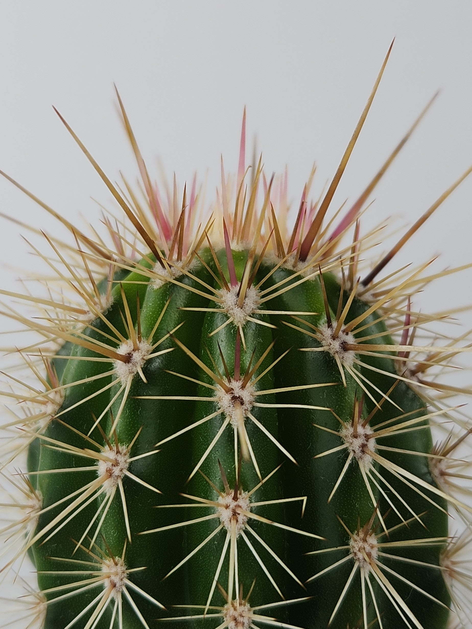 PACHYCEREUS PRINGLEI