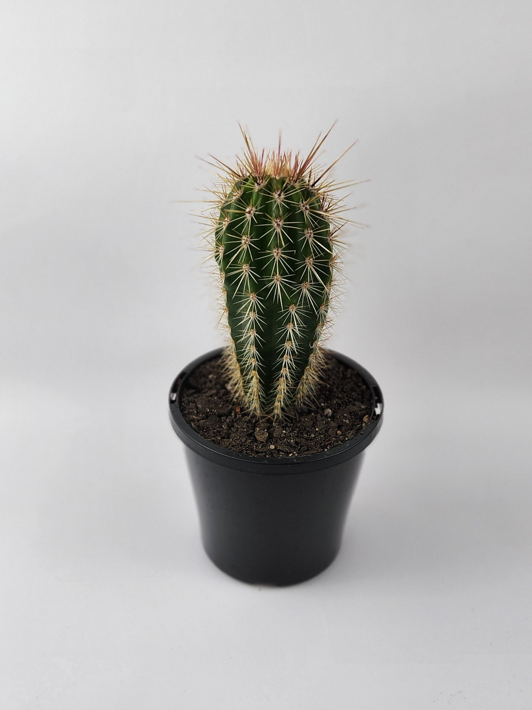 PACHYCEREUS PRINGLEI